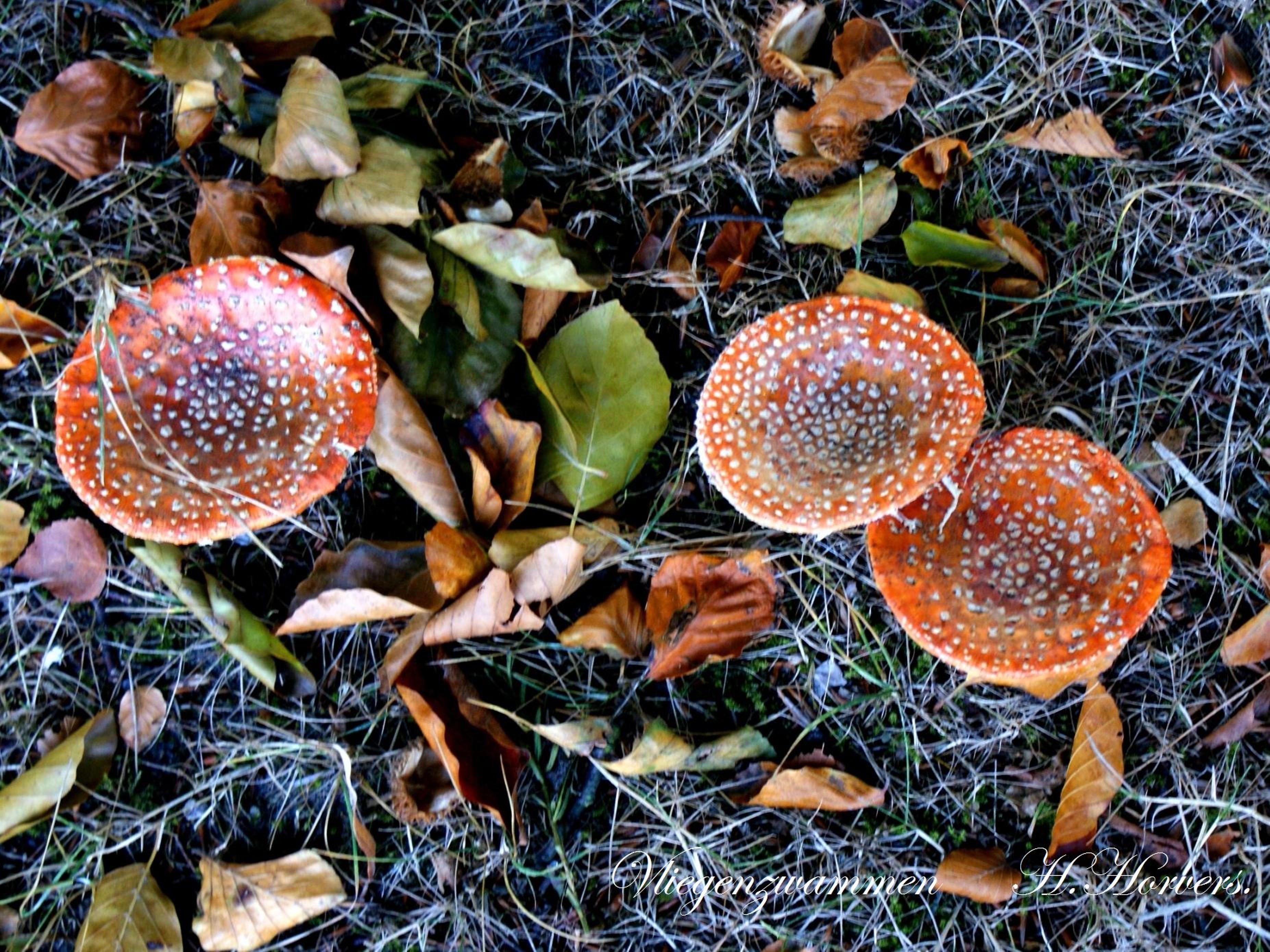 Paddestoelen - Zwammen.
