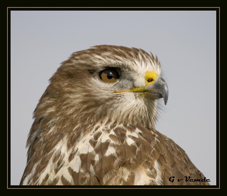 Buizerd