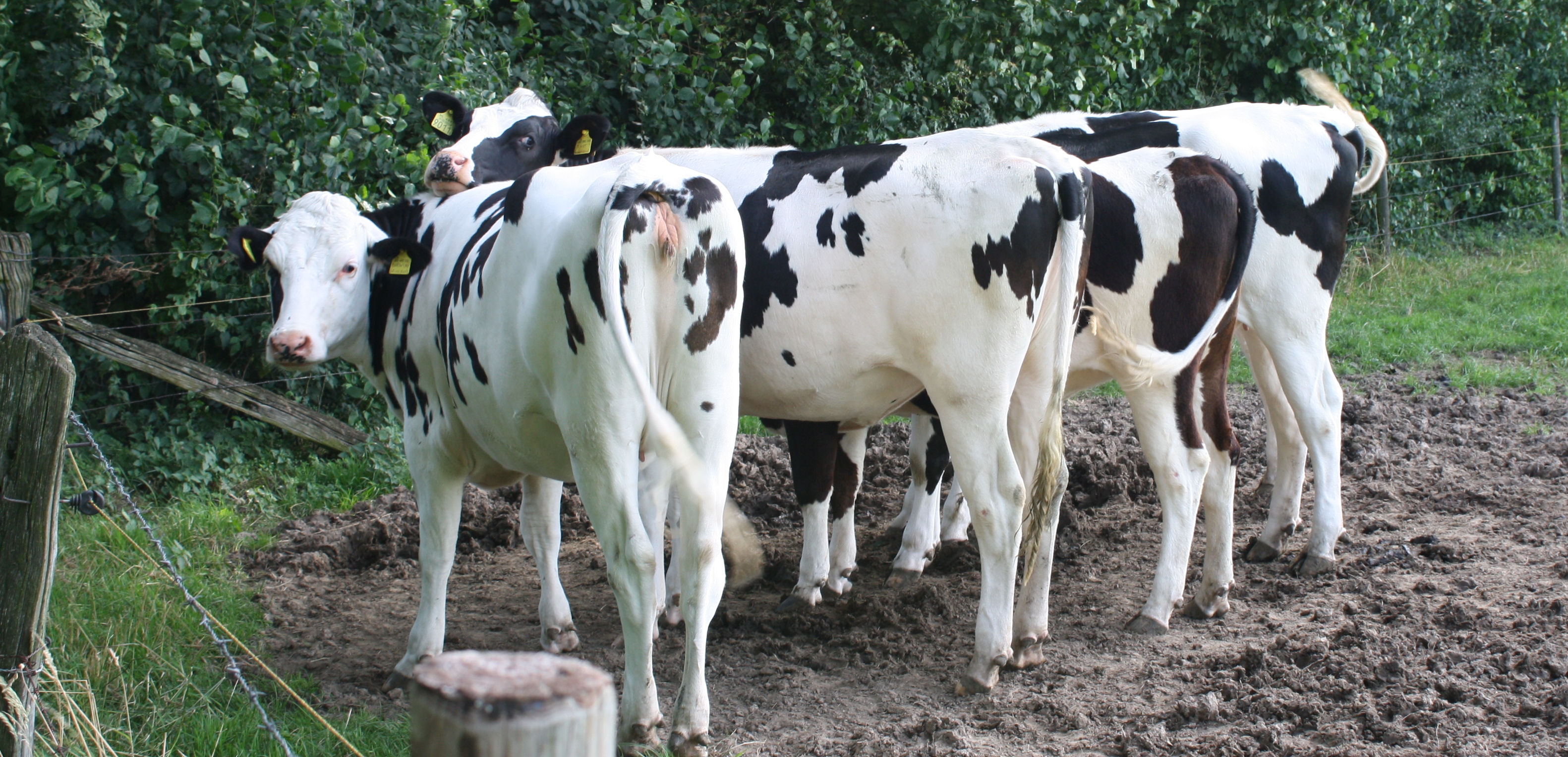 Even kijken wie er achter ons staat...