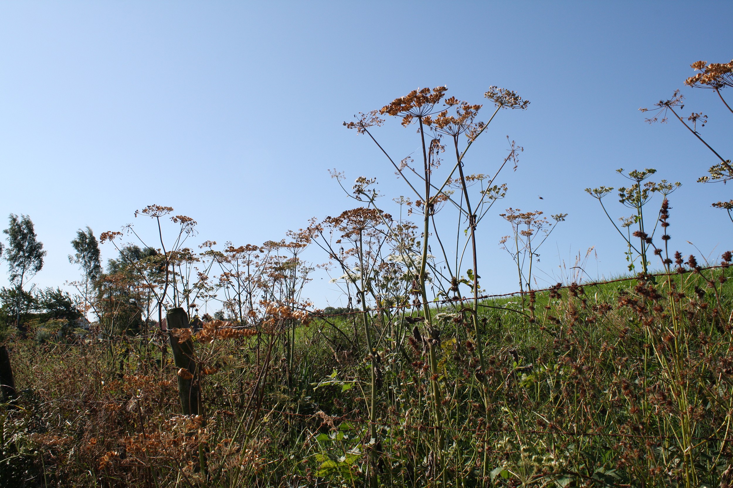 Uitgebloeide schermbloemen