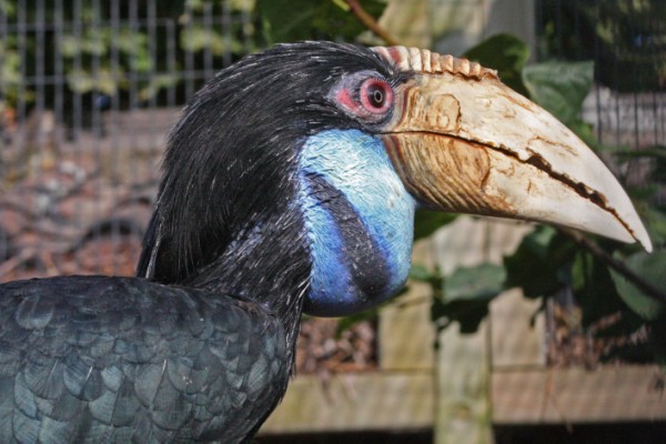 Grote Jaarvogel