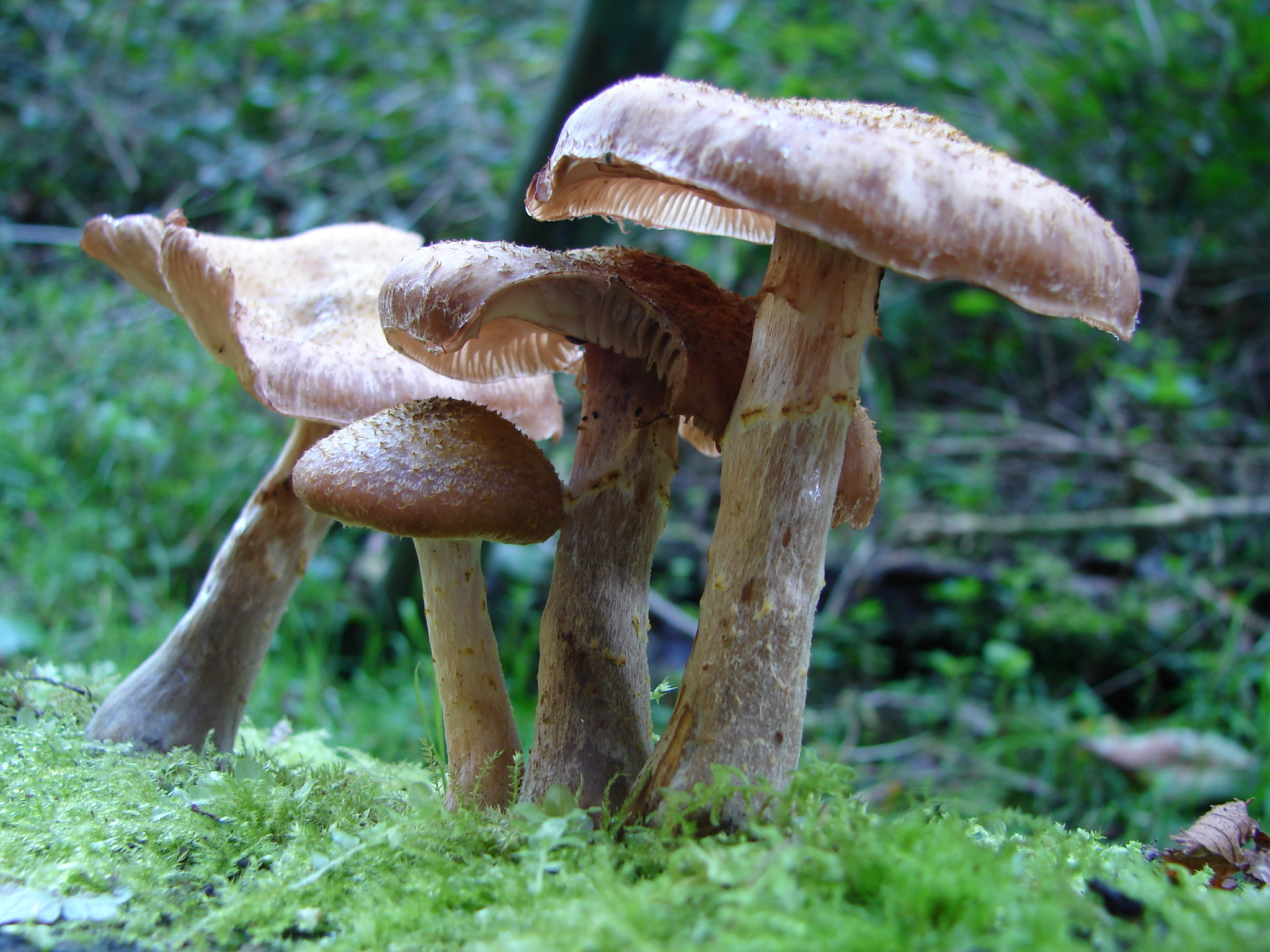 De een zijn brood...