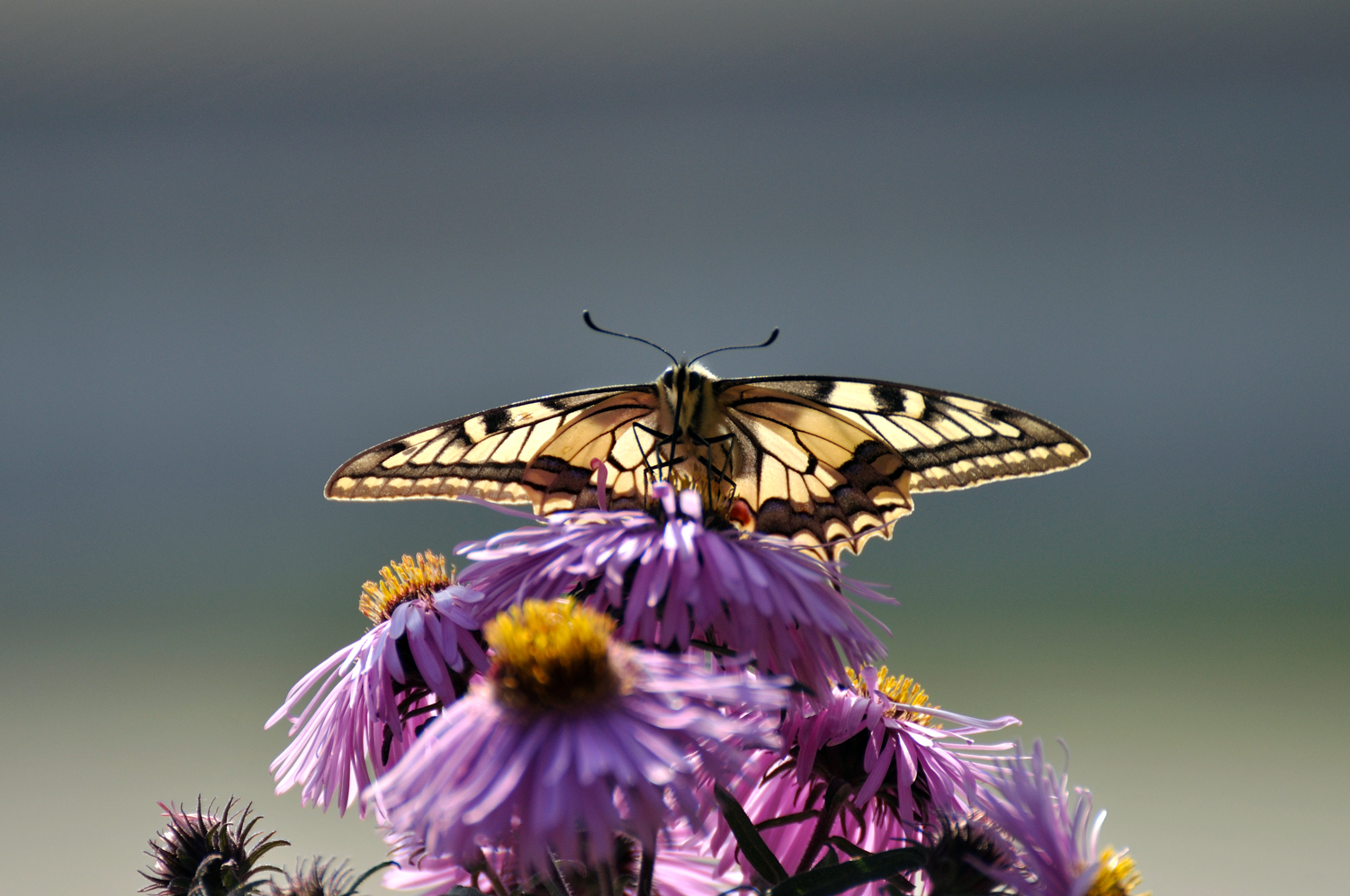 het gezicht van de koninginnepage