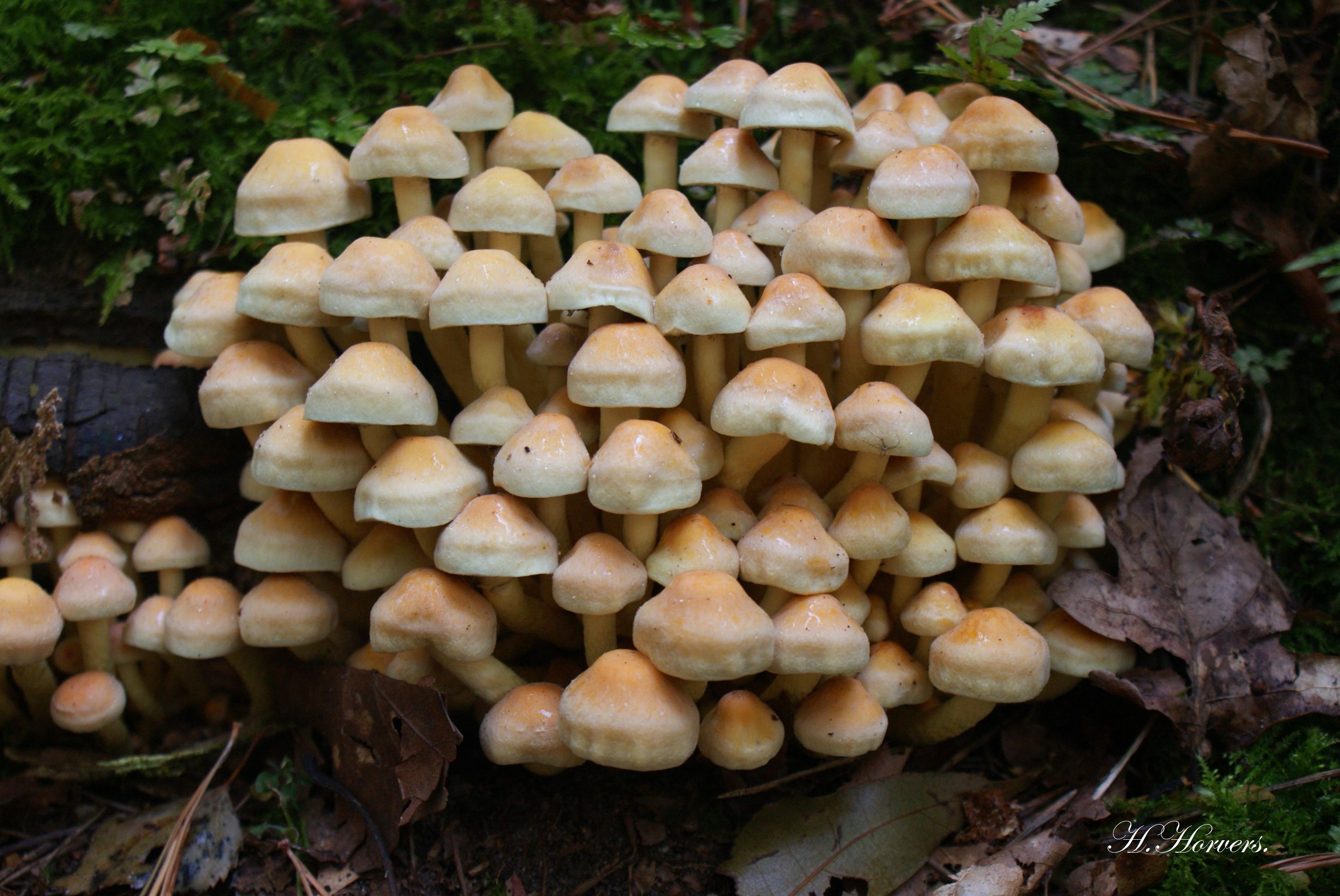 Paddestoelen - Zwammen