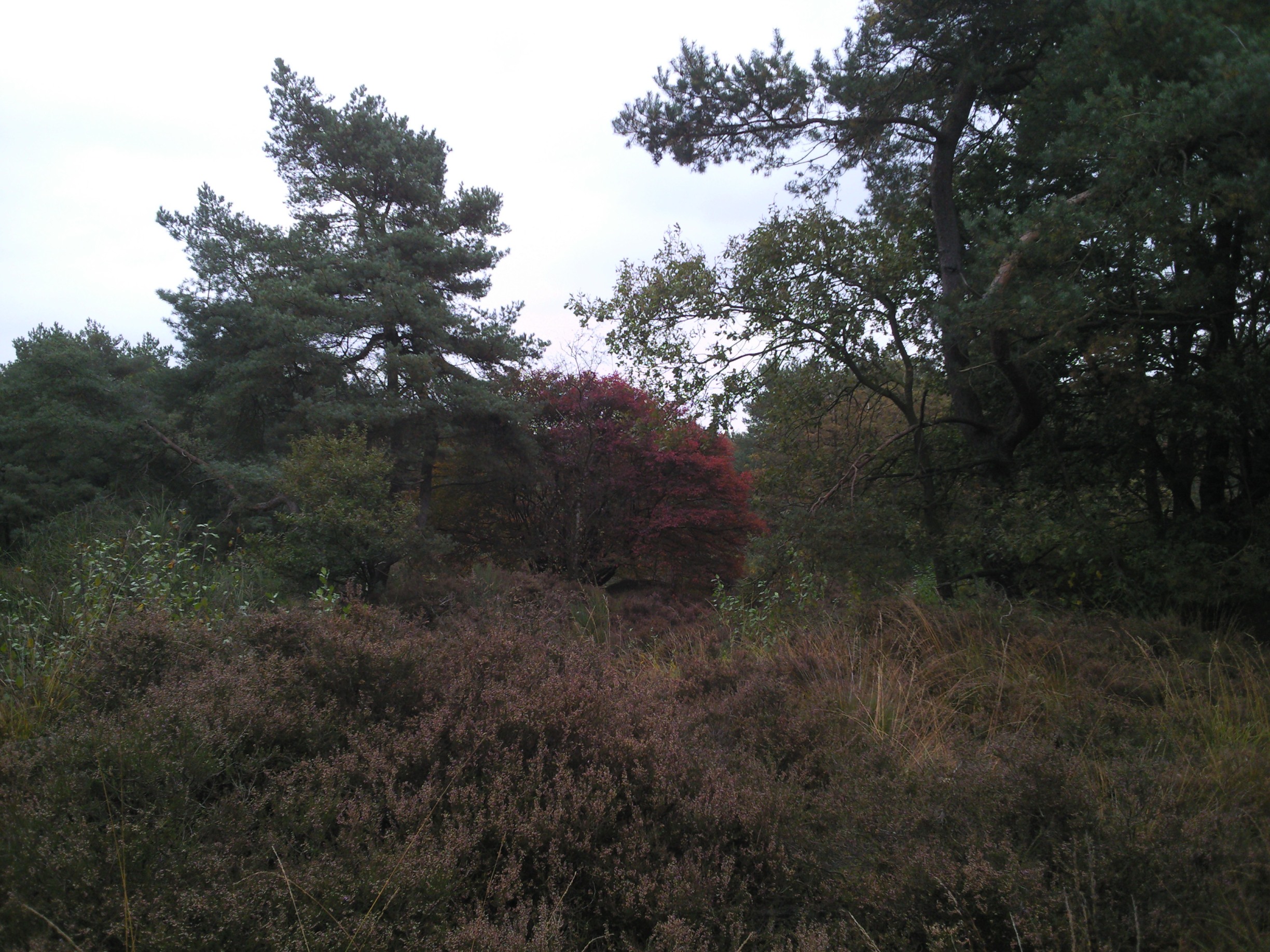 Havelte-Oost / Uffelterzand 003