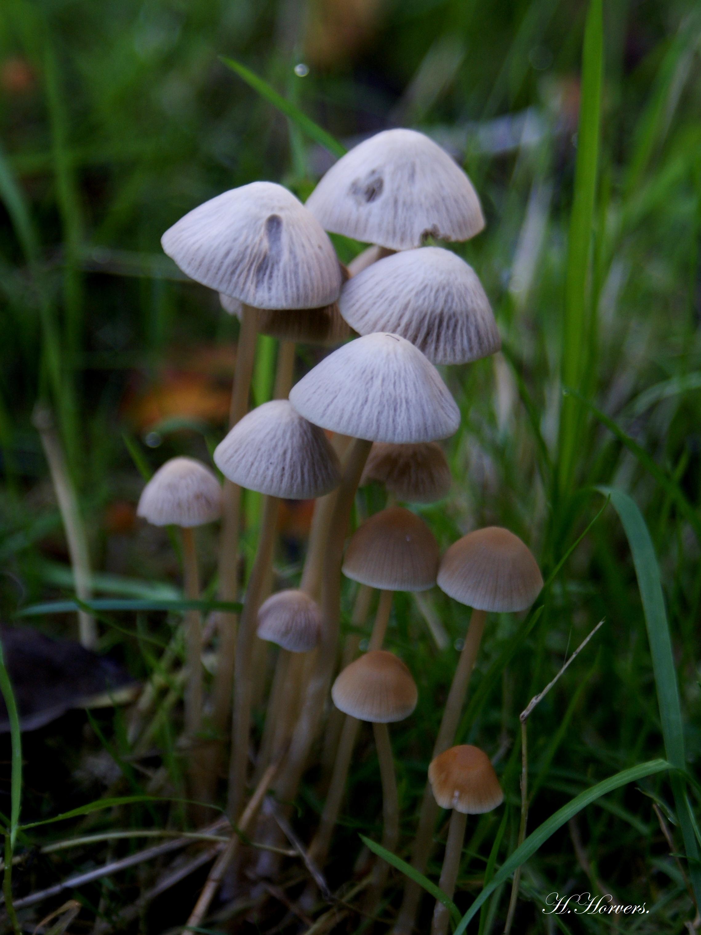 Paddestoelen - Zwammen