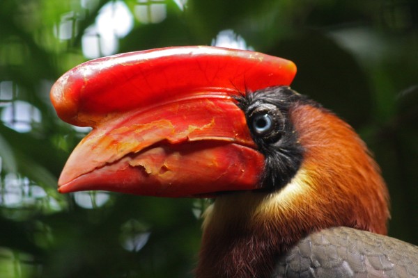Neushoornvogel