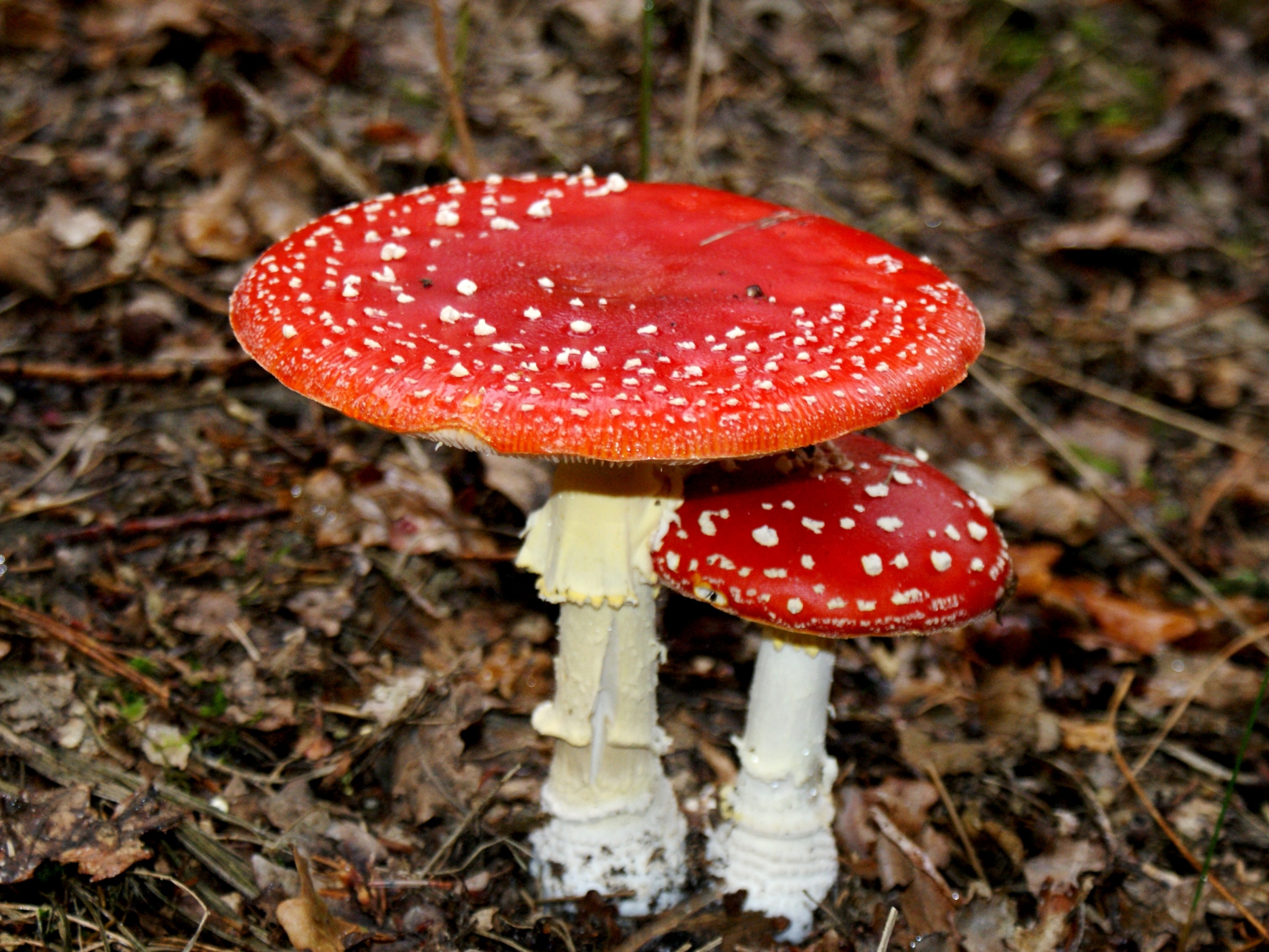 Paddestoelen - Zwammen.