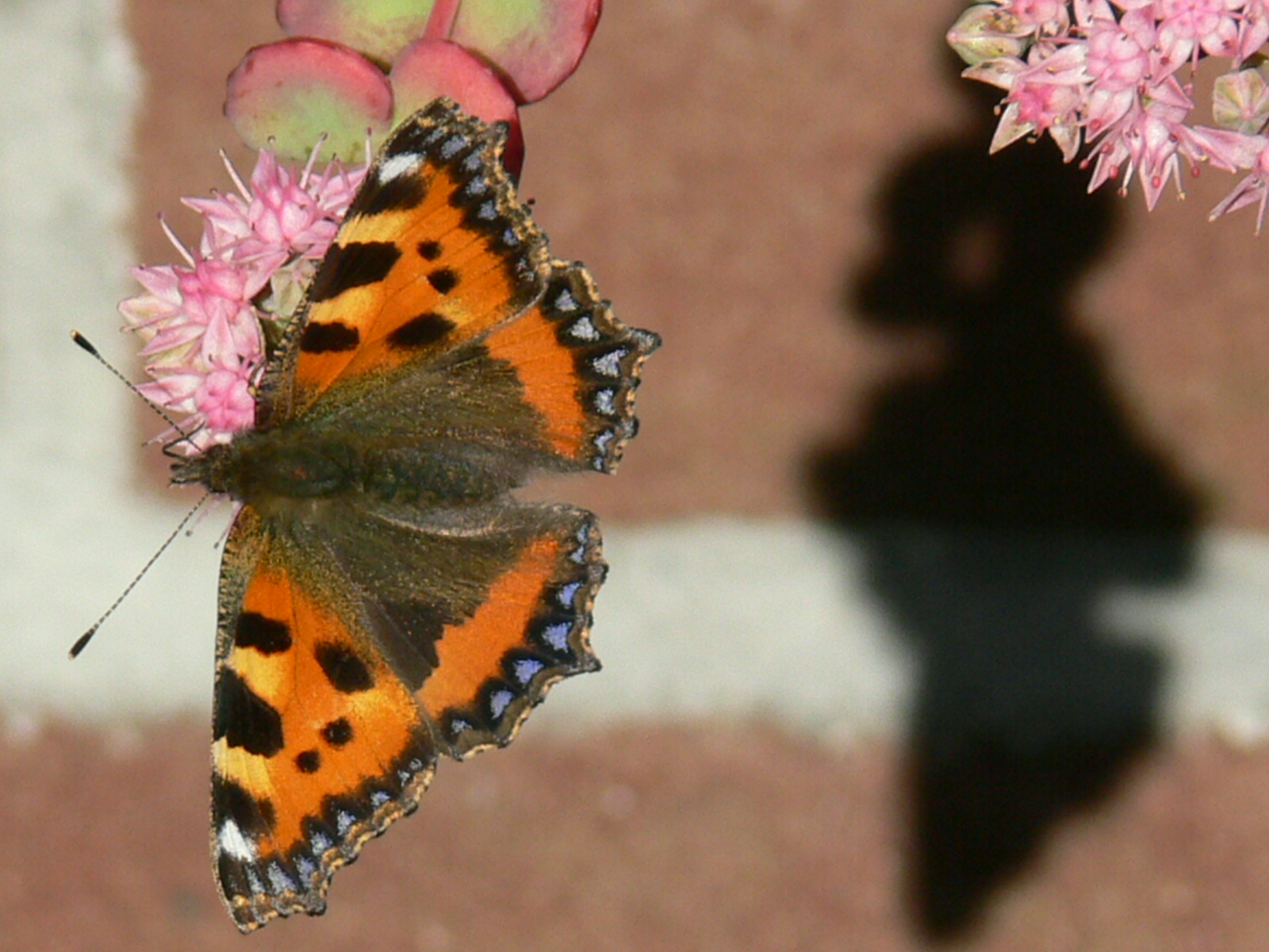Kleine Vos met eigen schaduw