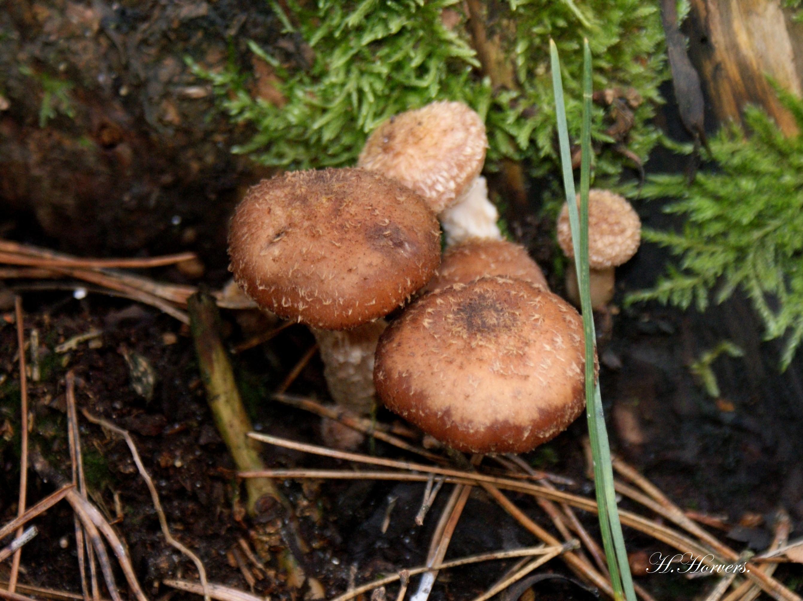 Paddestoelen - Zwammen.