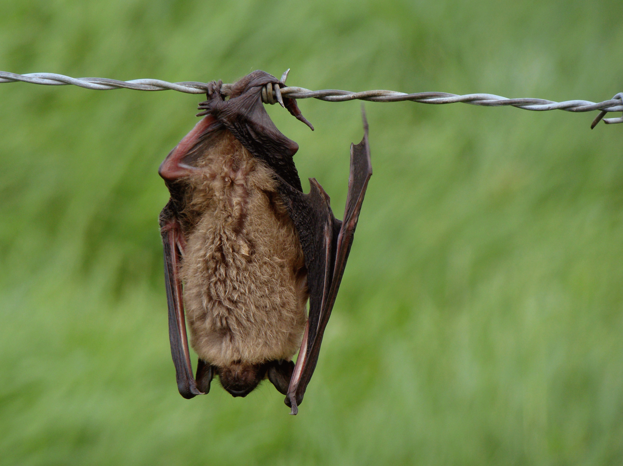 vleermuis