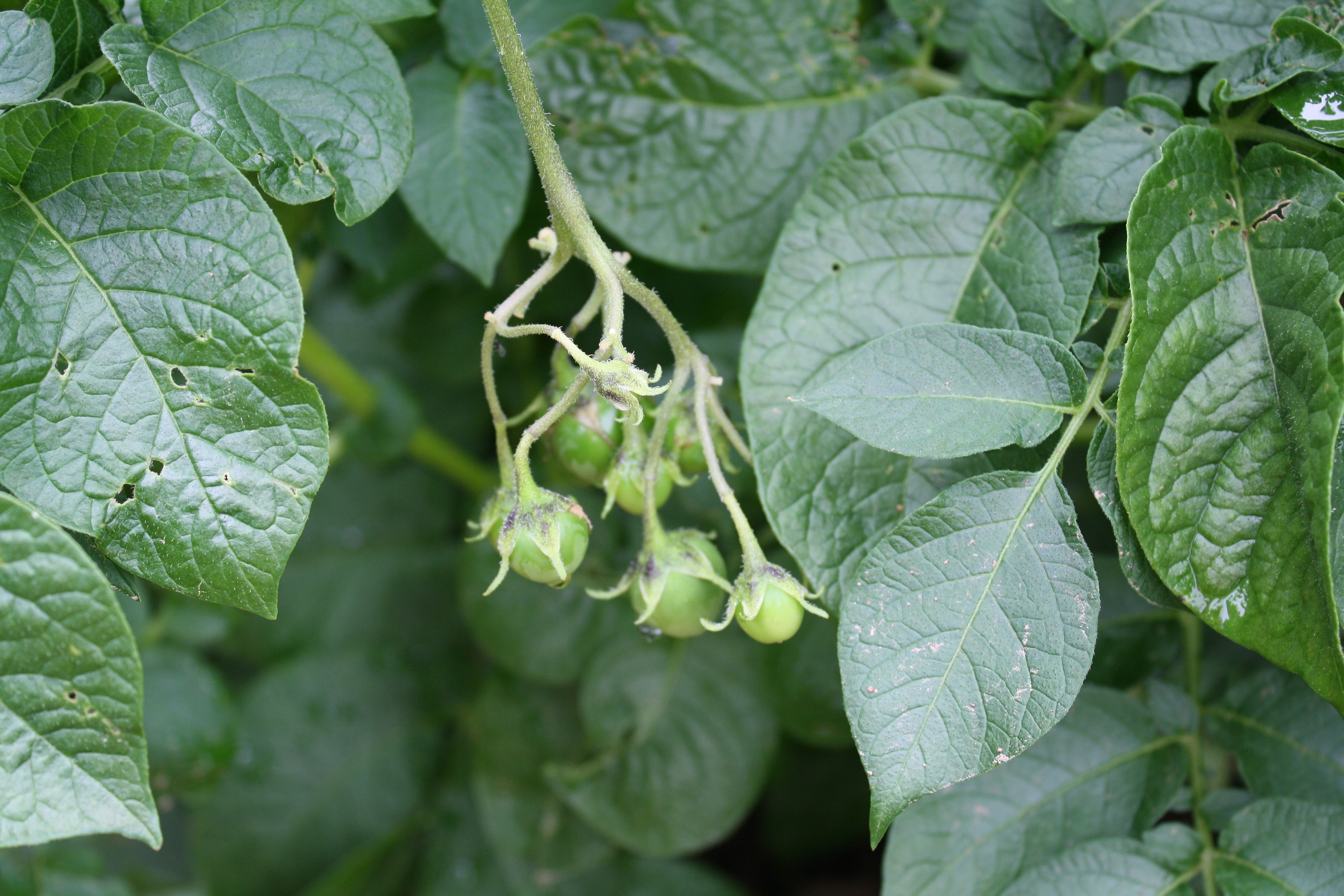 Vruchten van de aardappelplant