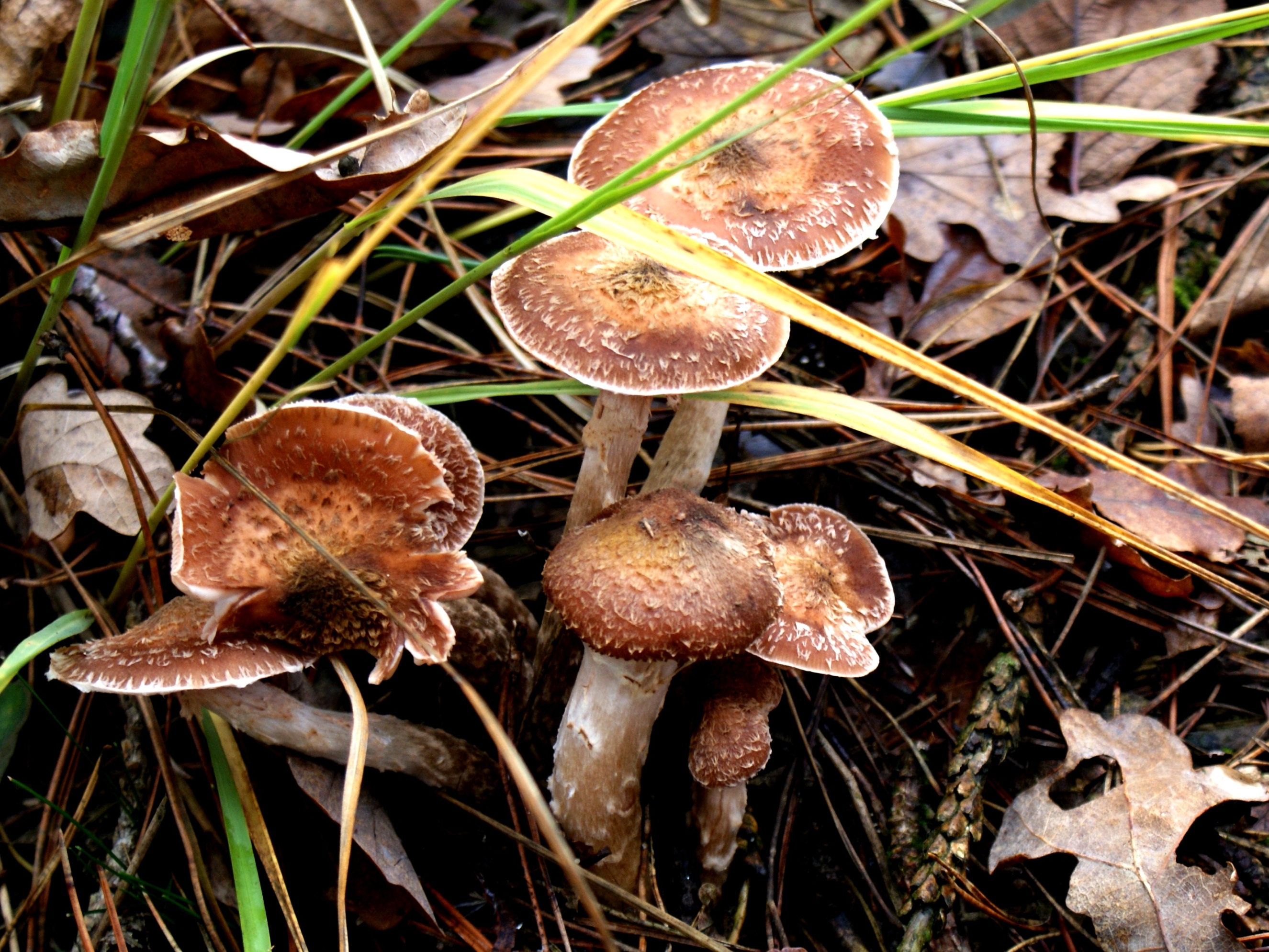 Paddestoelen - Zwammen.