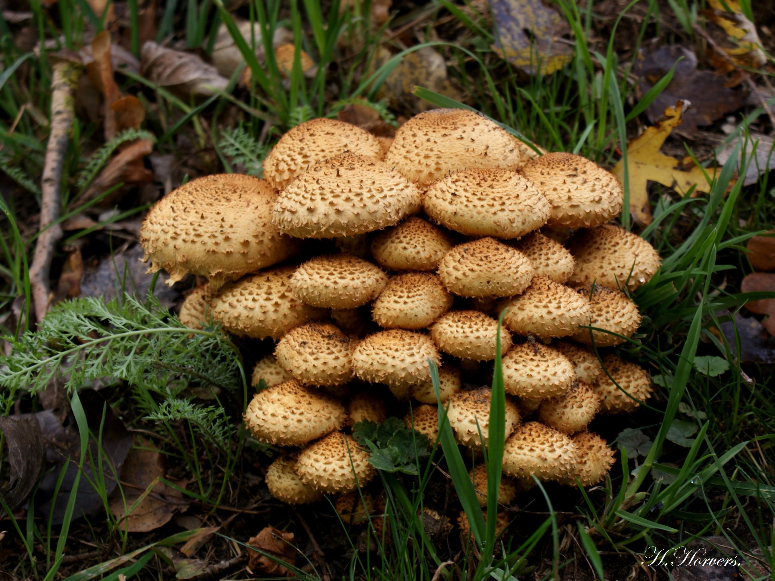 Paddestoelen  -  Zwammen 