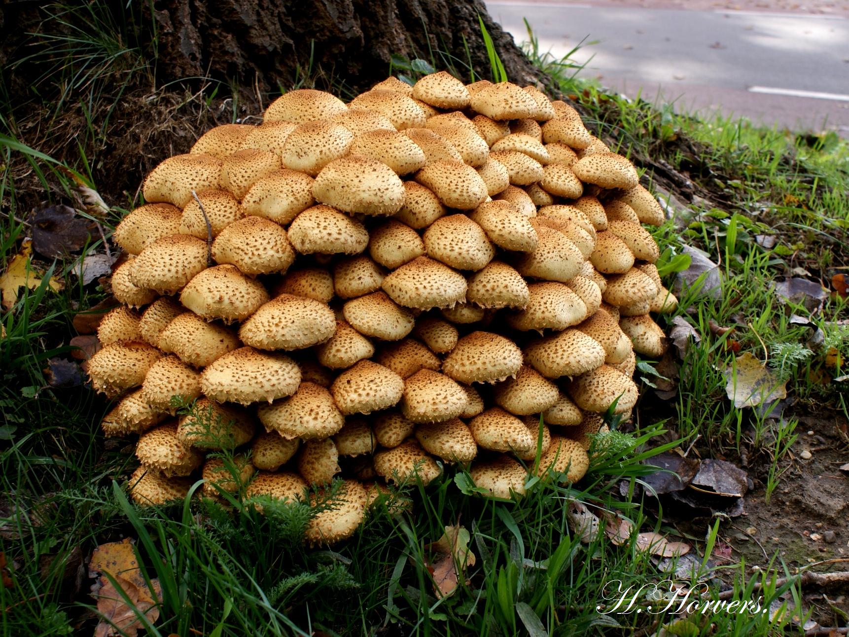 Paddestoelen  -  Zwammen 