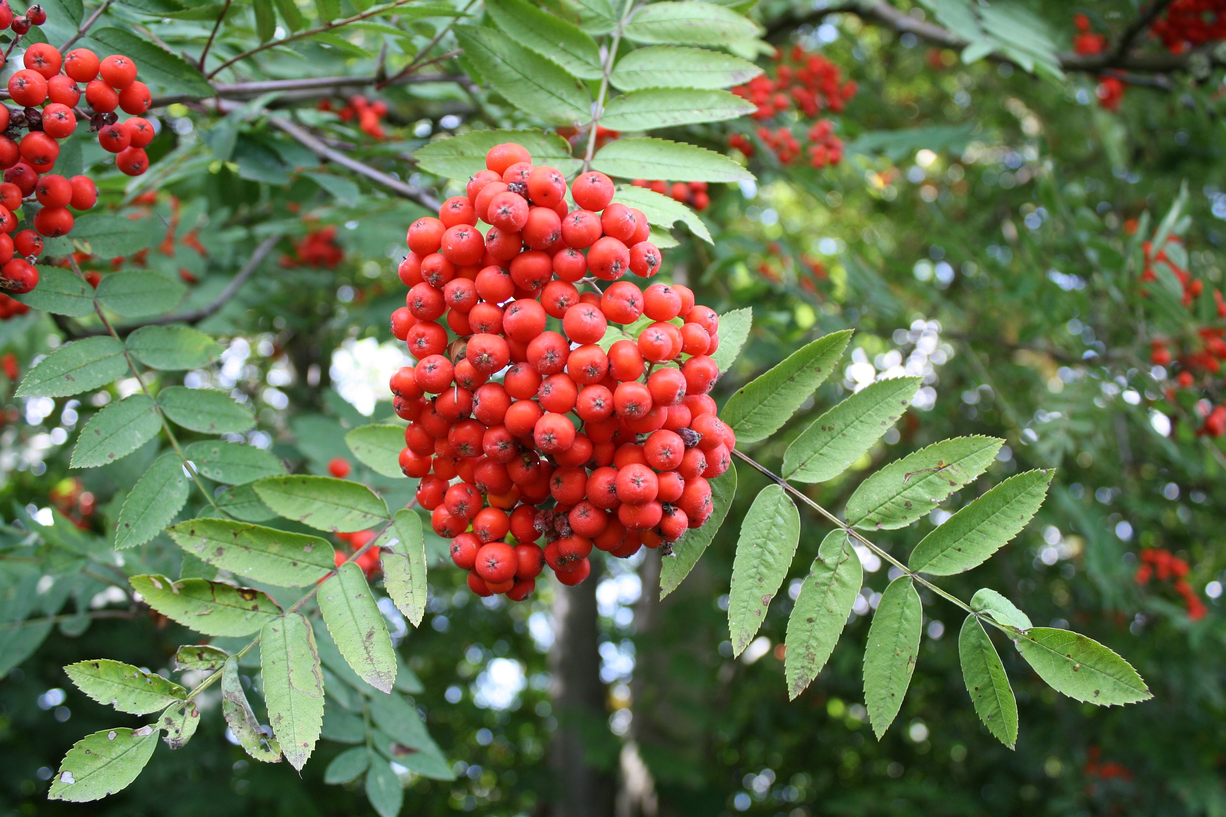 Genoeg voor de lijsters