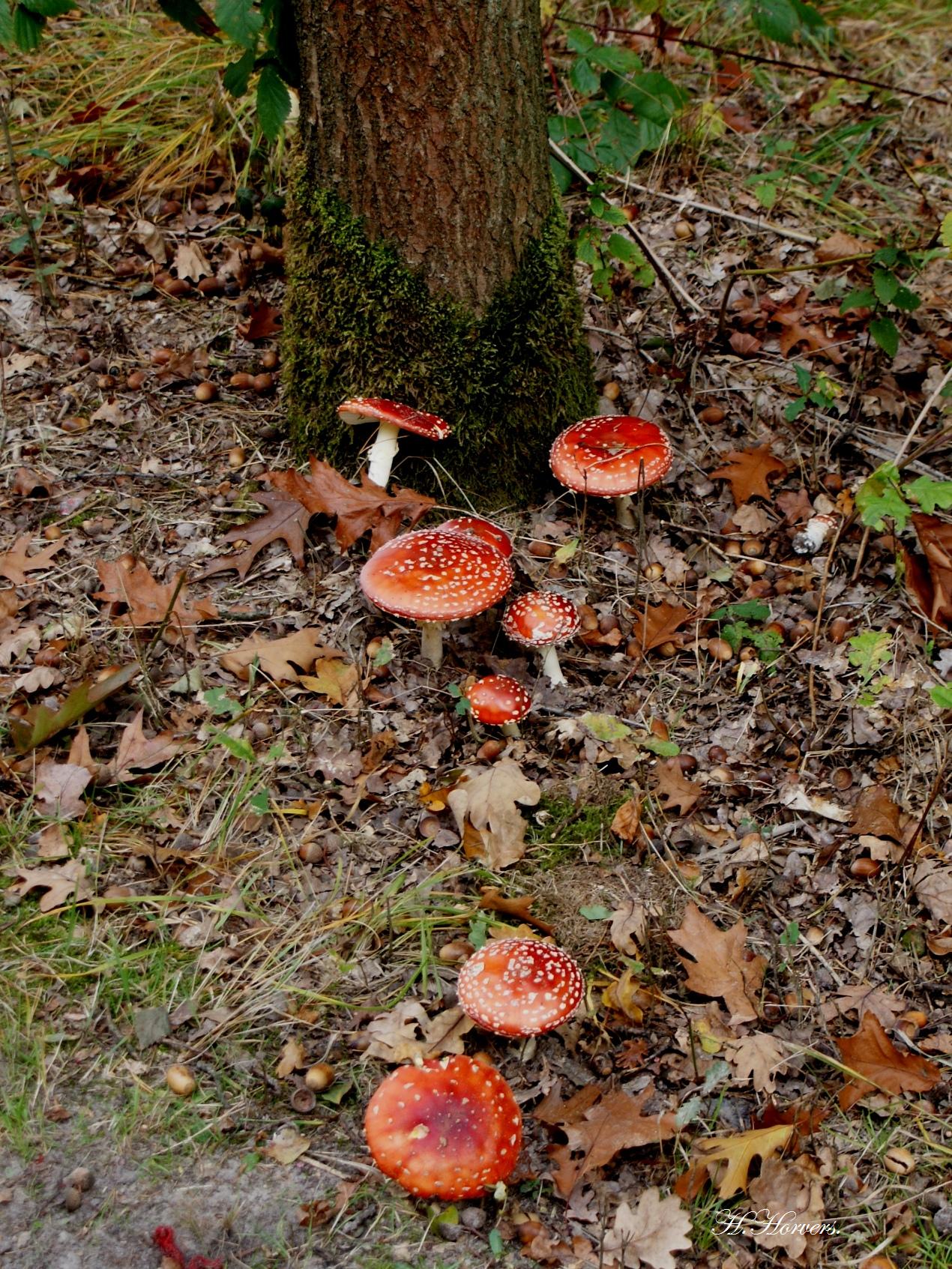 Paddestoelen - Zwammen.