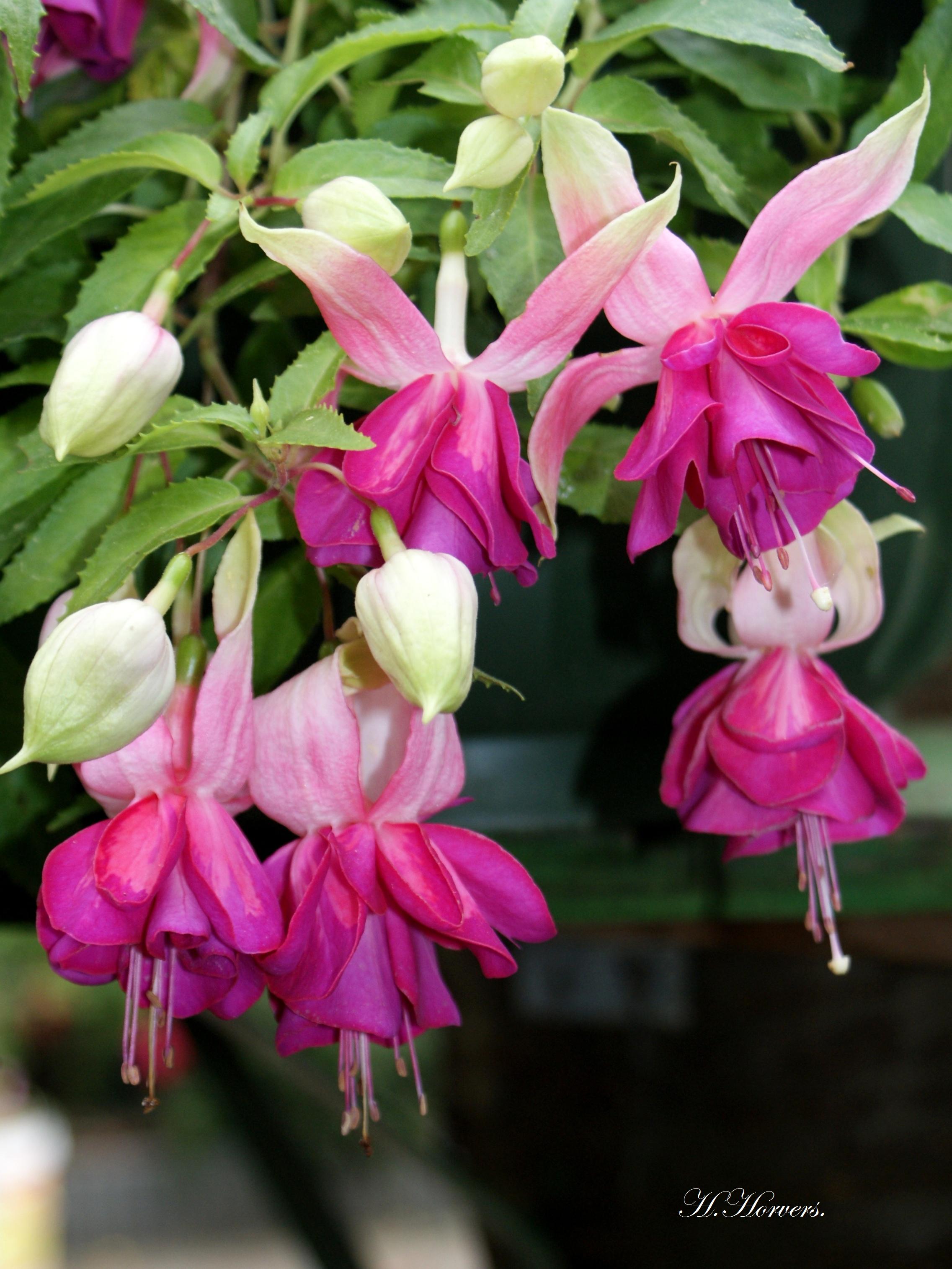 fuchsia