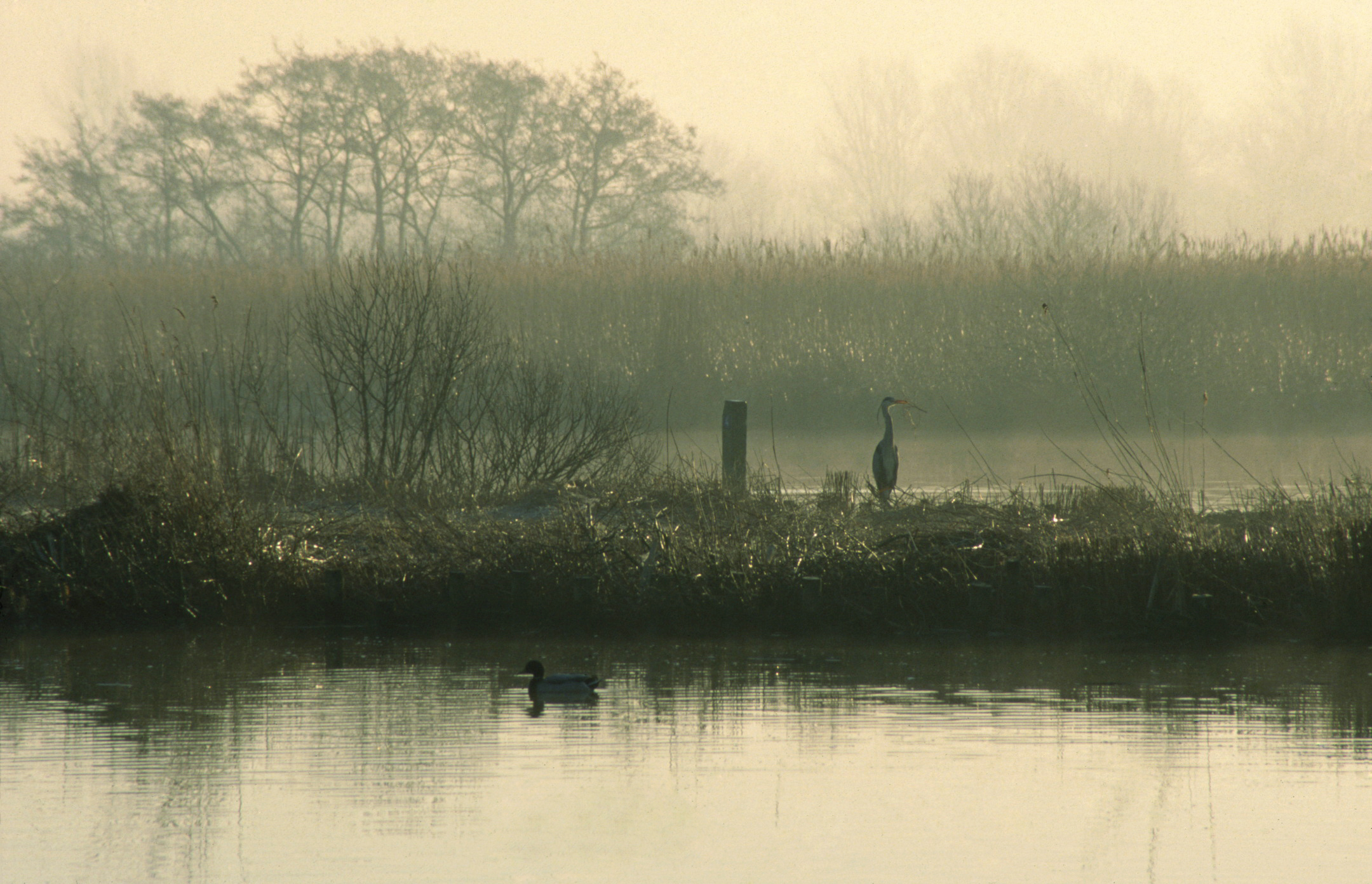 Maaslandse Vlietlanden