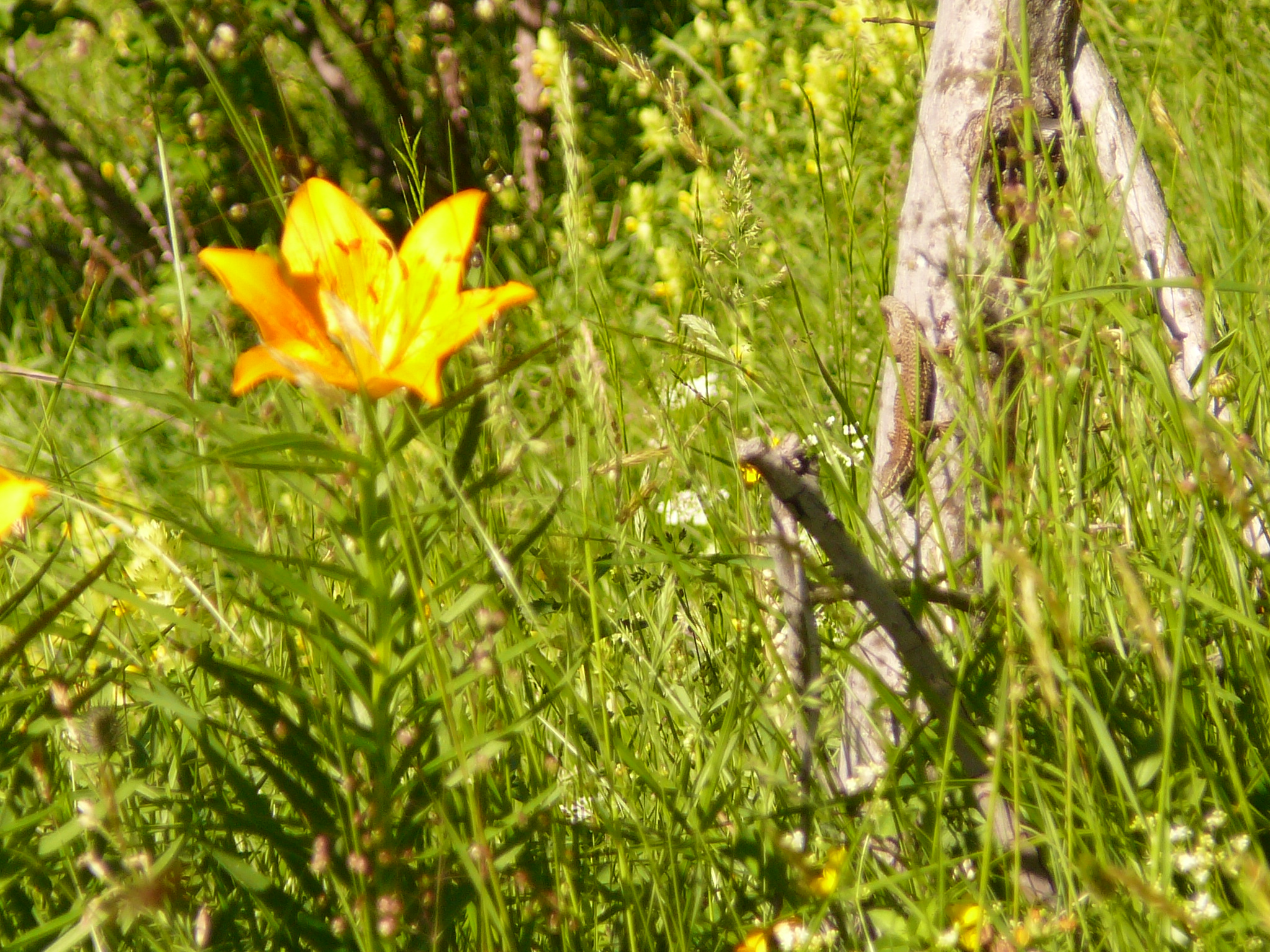 Hagedis en gele lelie in een opname