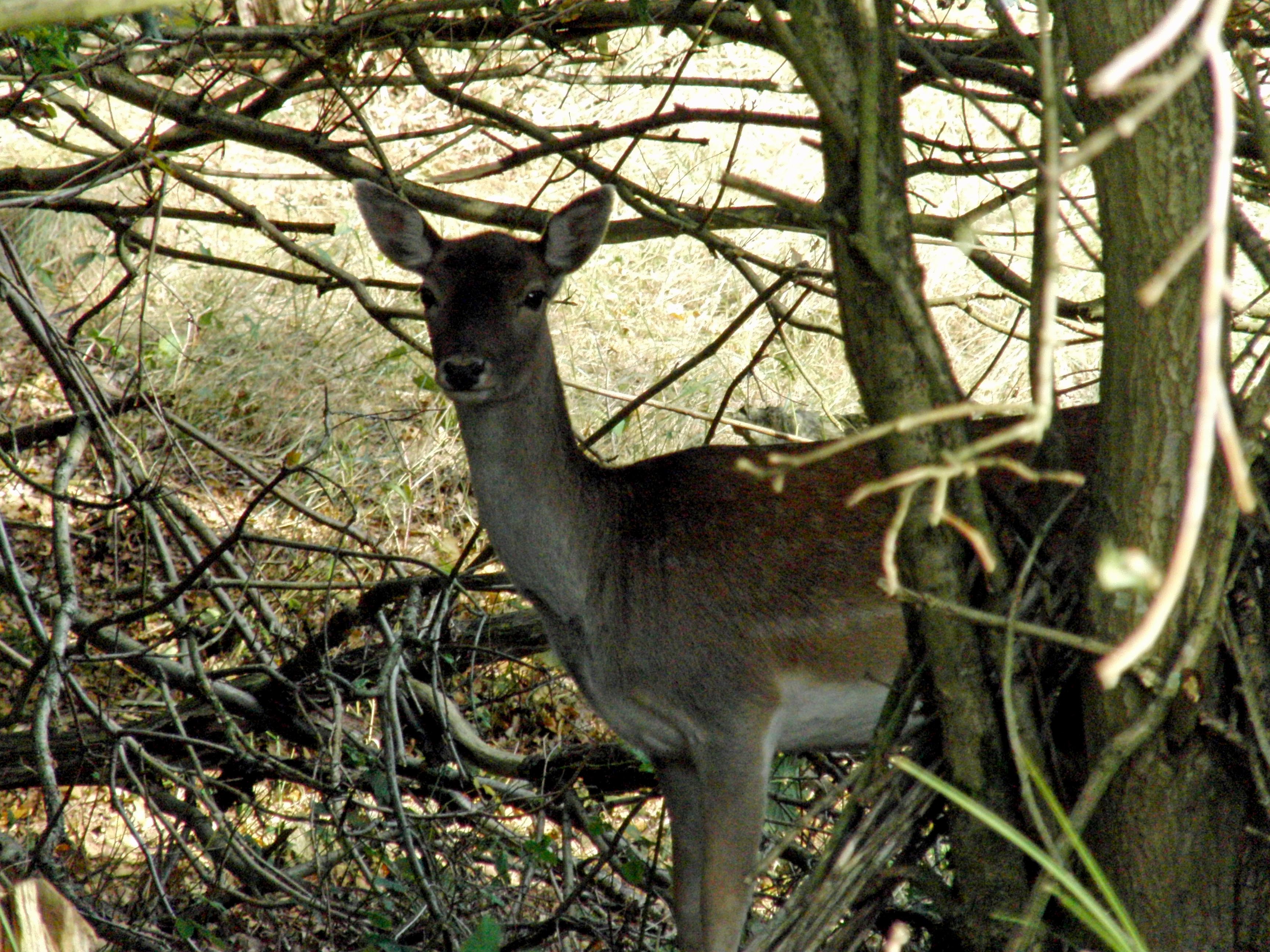 Nieuwsgierig Damhert