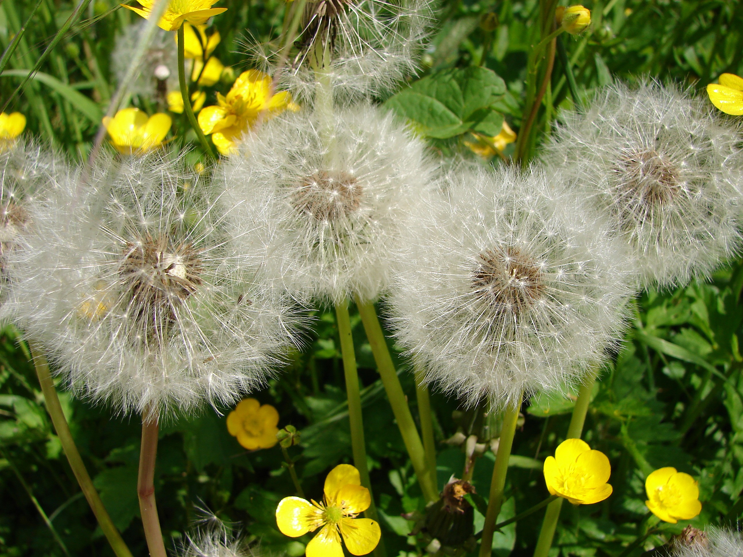 Zaadjes tussen de boter