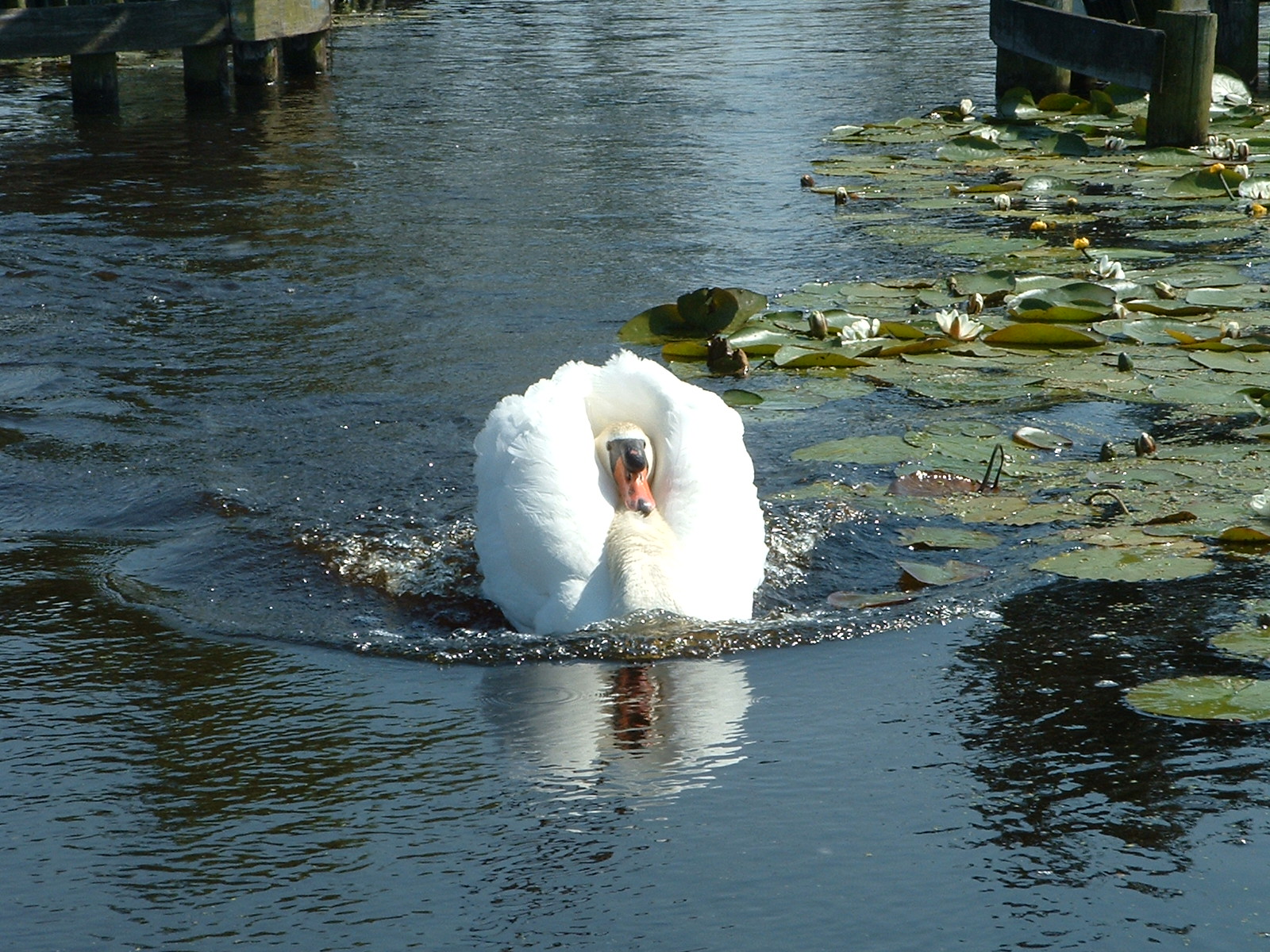 zwaan verdrijft indringer