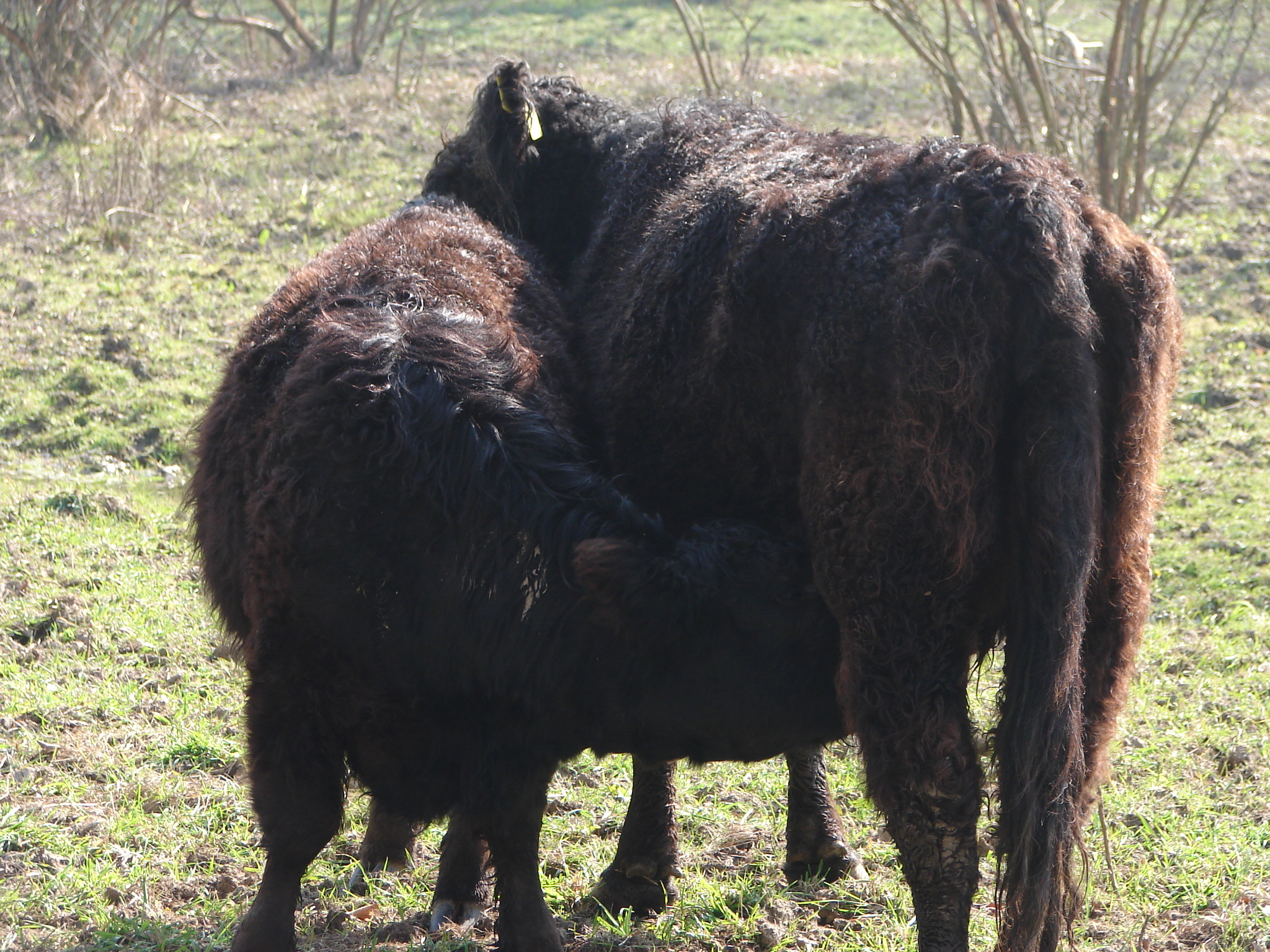 Er gaat niets boven die van mijn mammie