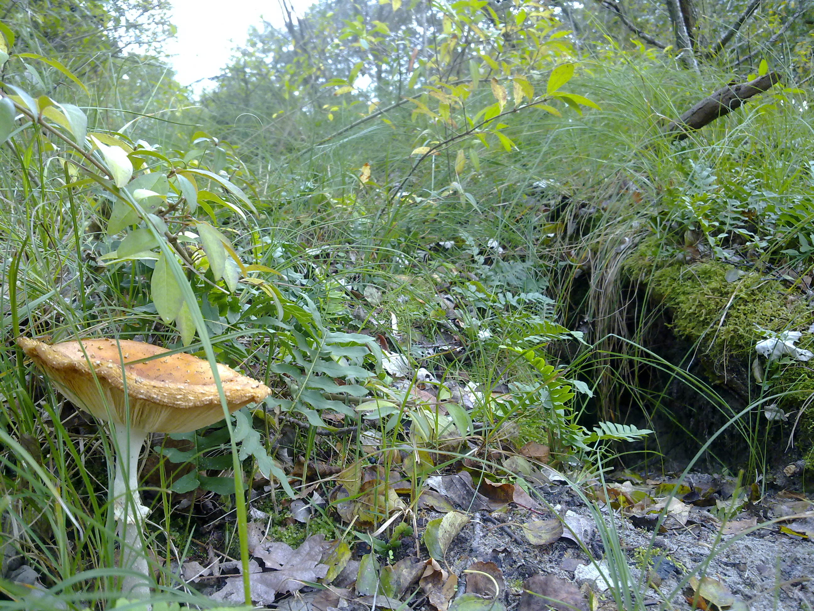 Voortuin konijnenhuis