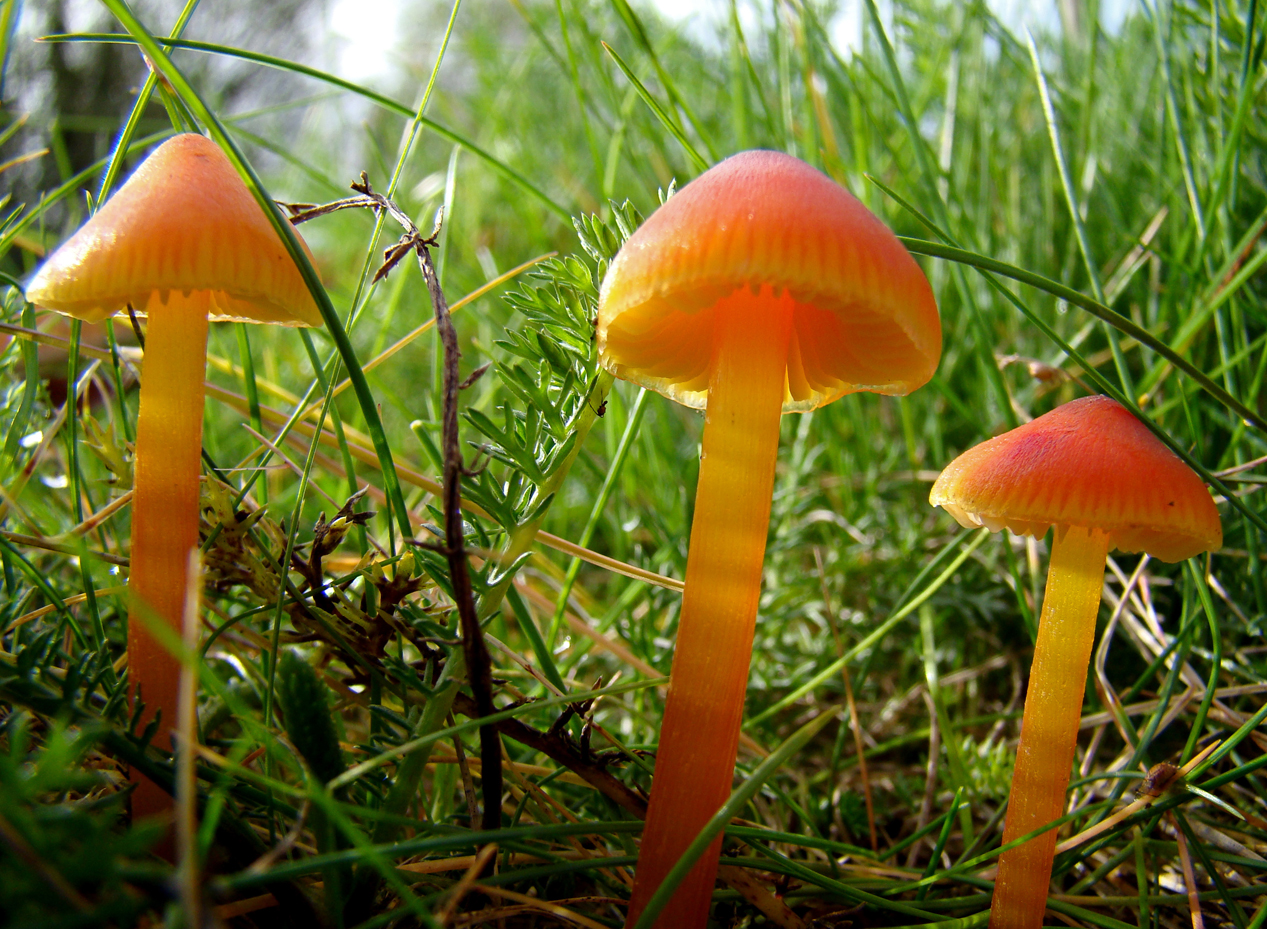 Zwartwordende Wasplaat