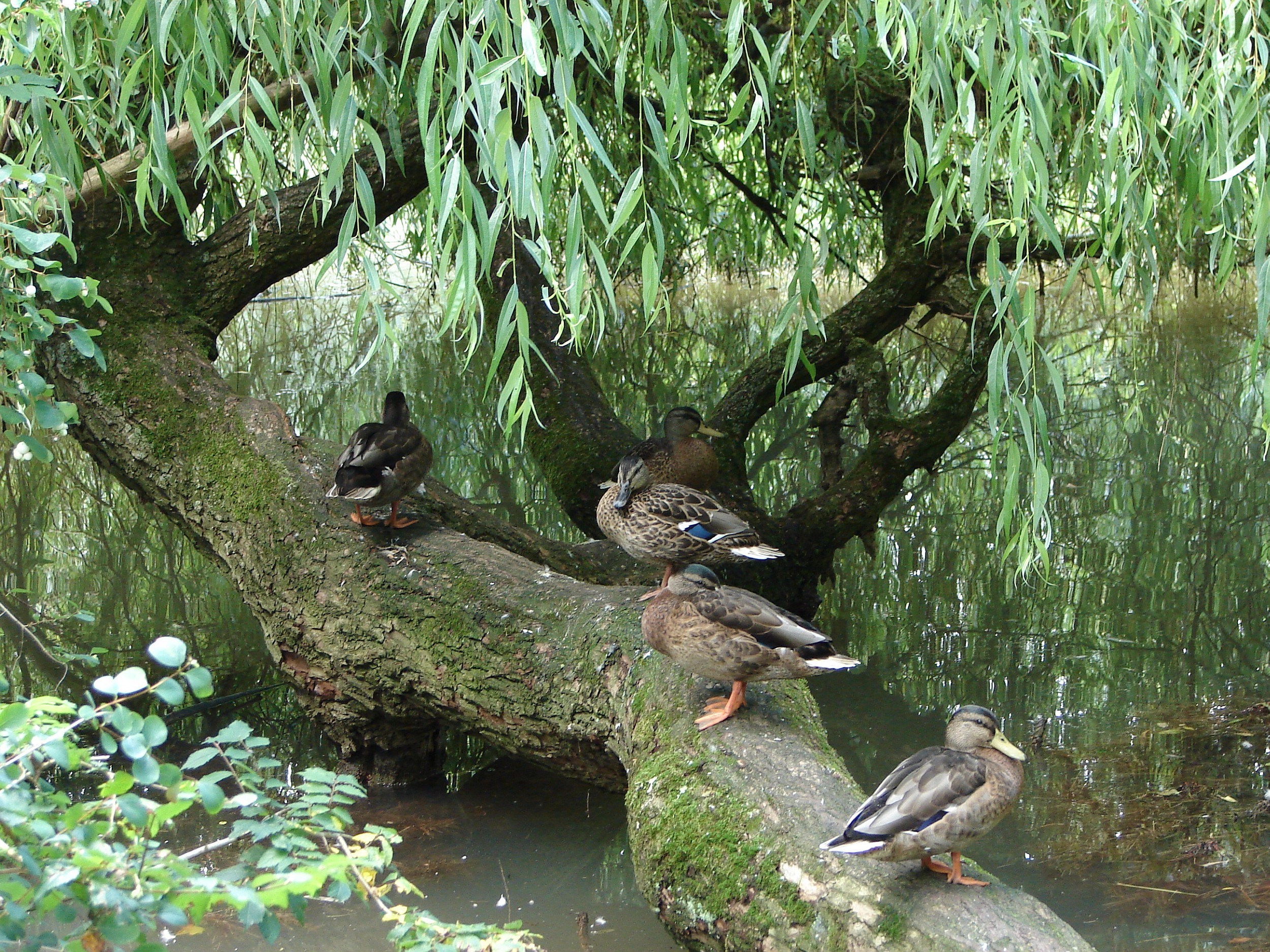 Lekker op een stammetje