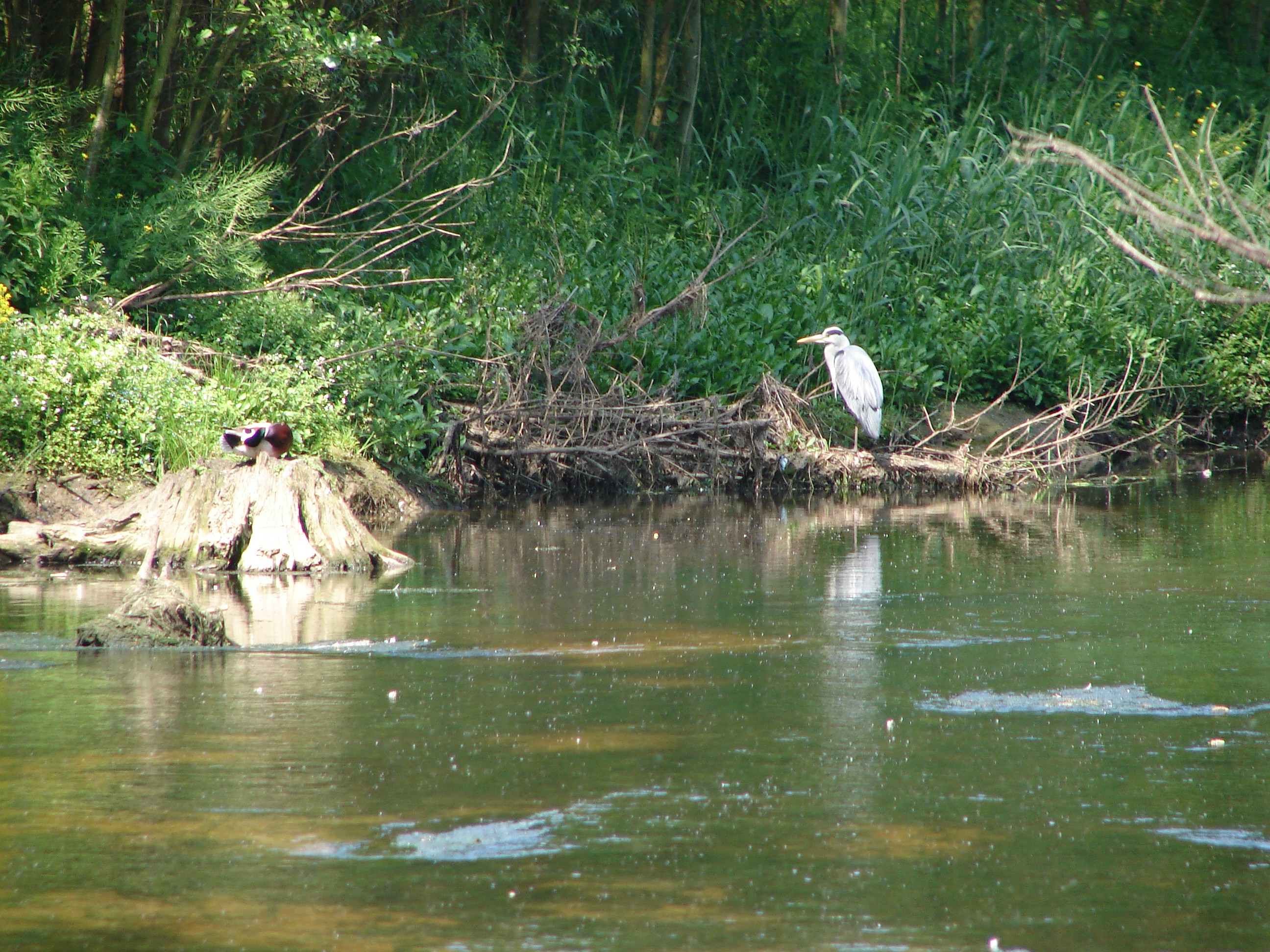 Reiger in Geleenbeek