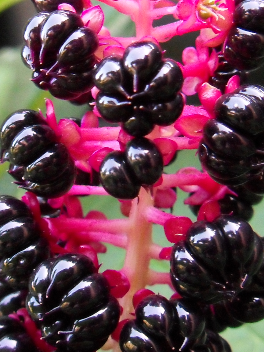 na de bloei, karmozijnbes