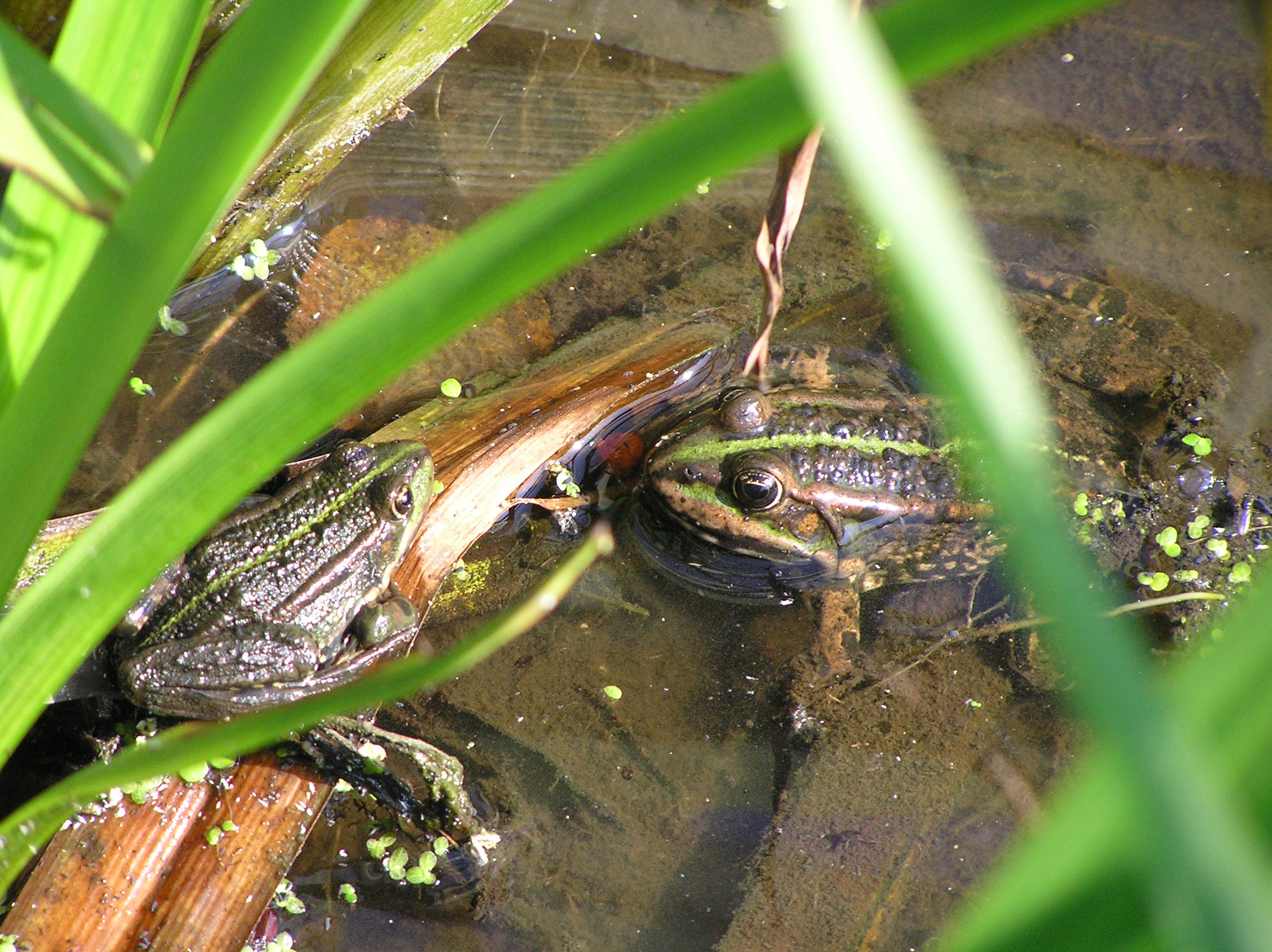 Kikkers in een boeren sloot