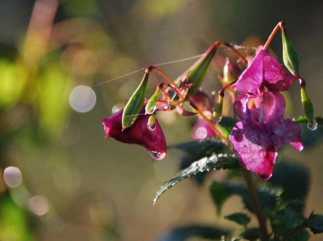 Herfst in Ingendael