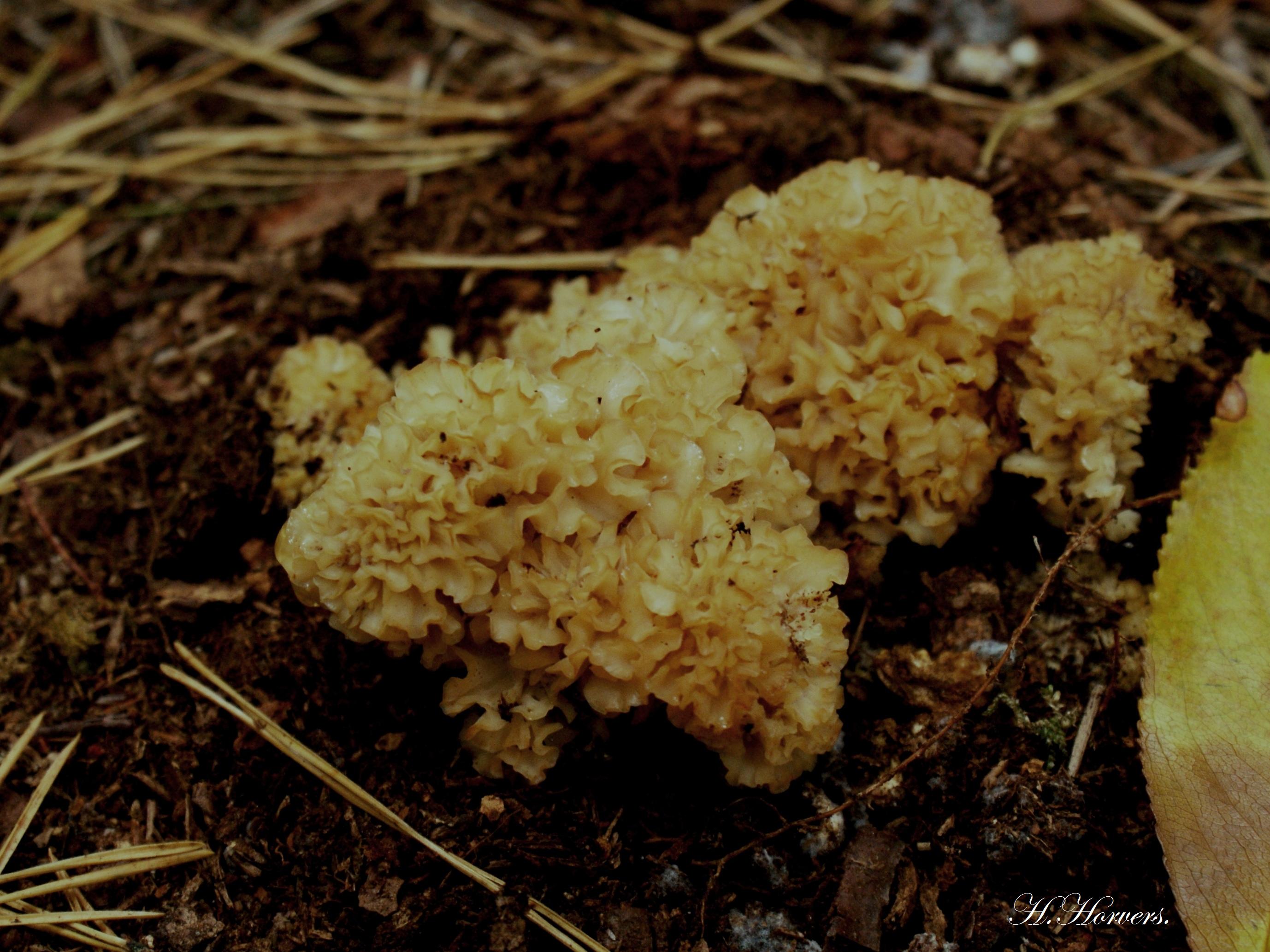 Paddestoelen - Zwammen