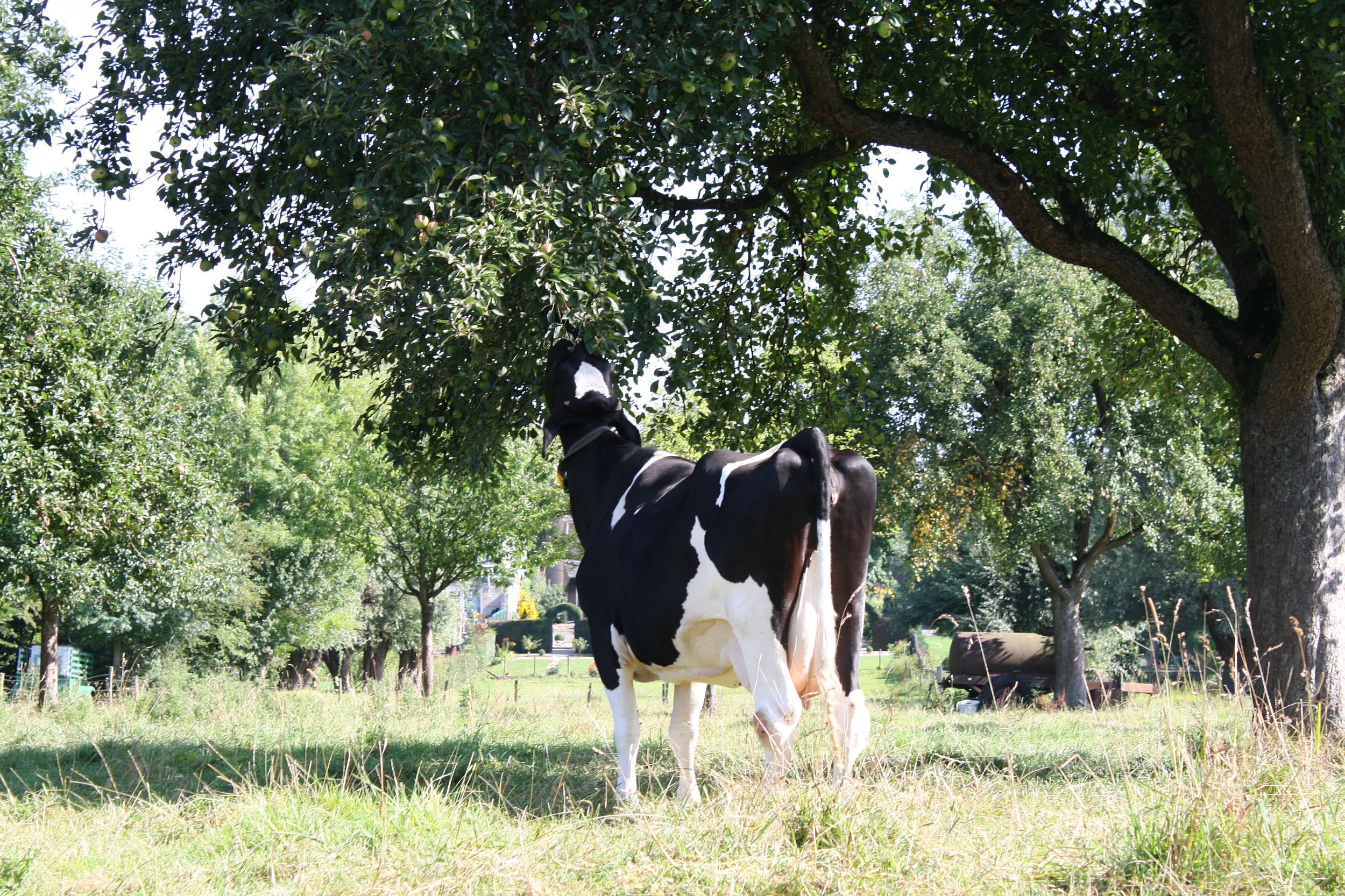Even de appels plukken