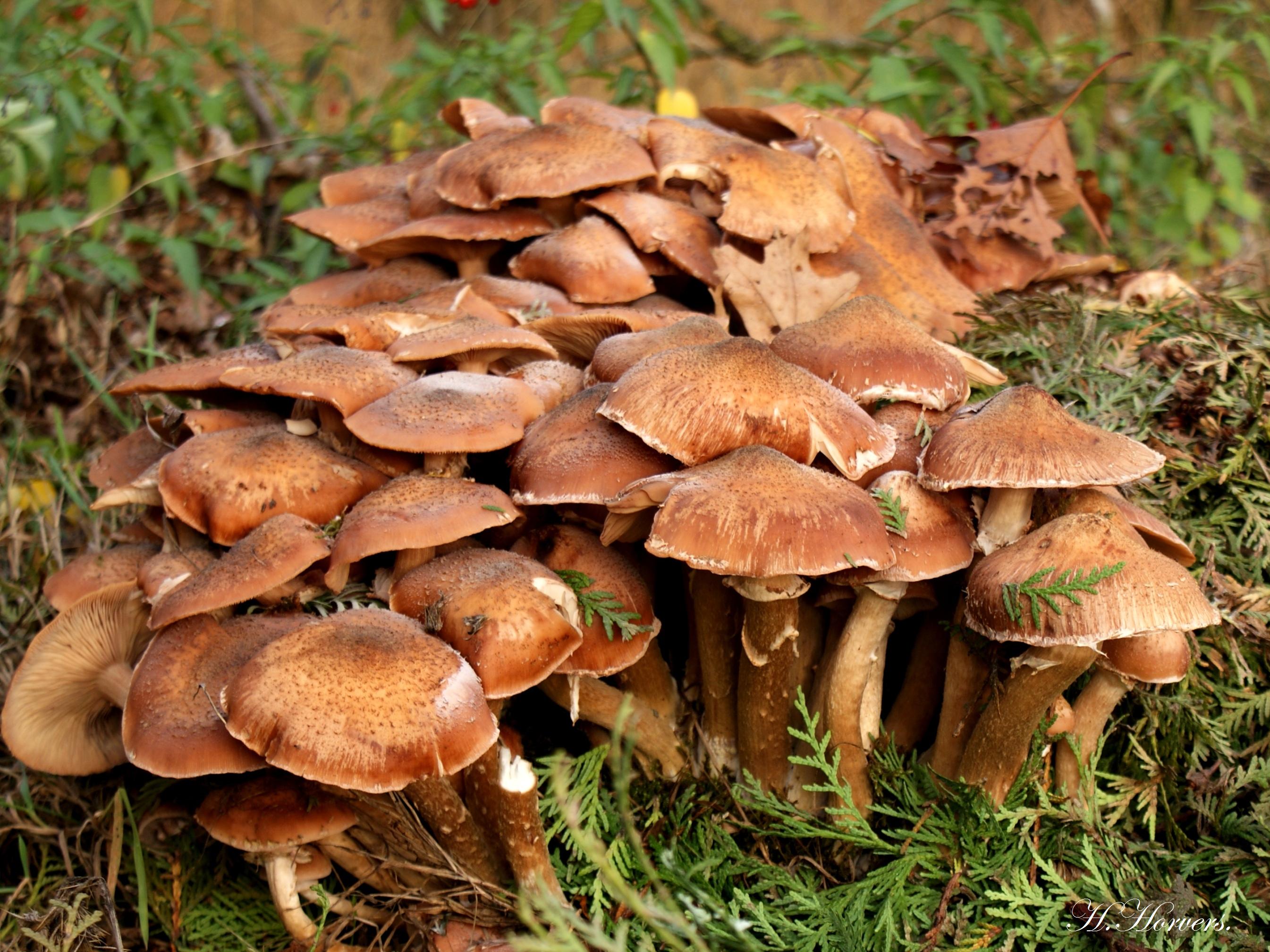 Paddestoelen - Zwammen.