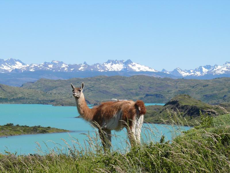 Guanaco