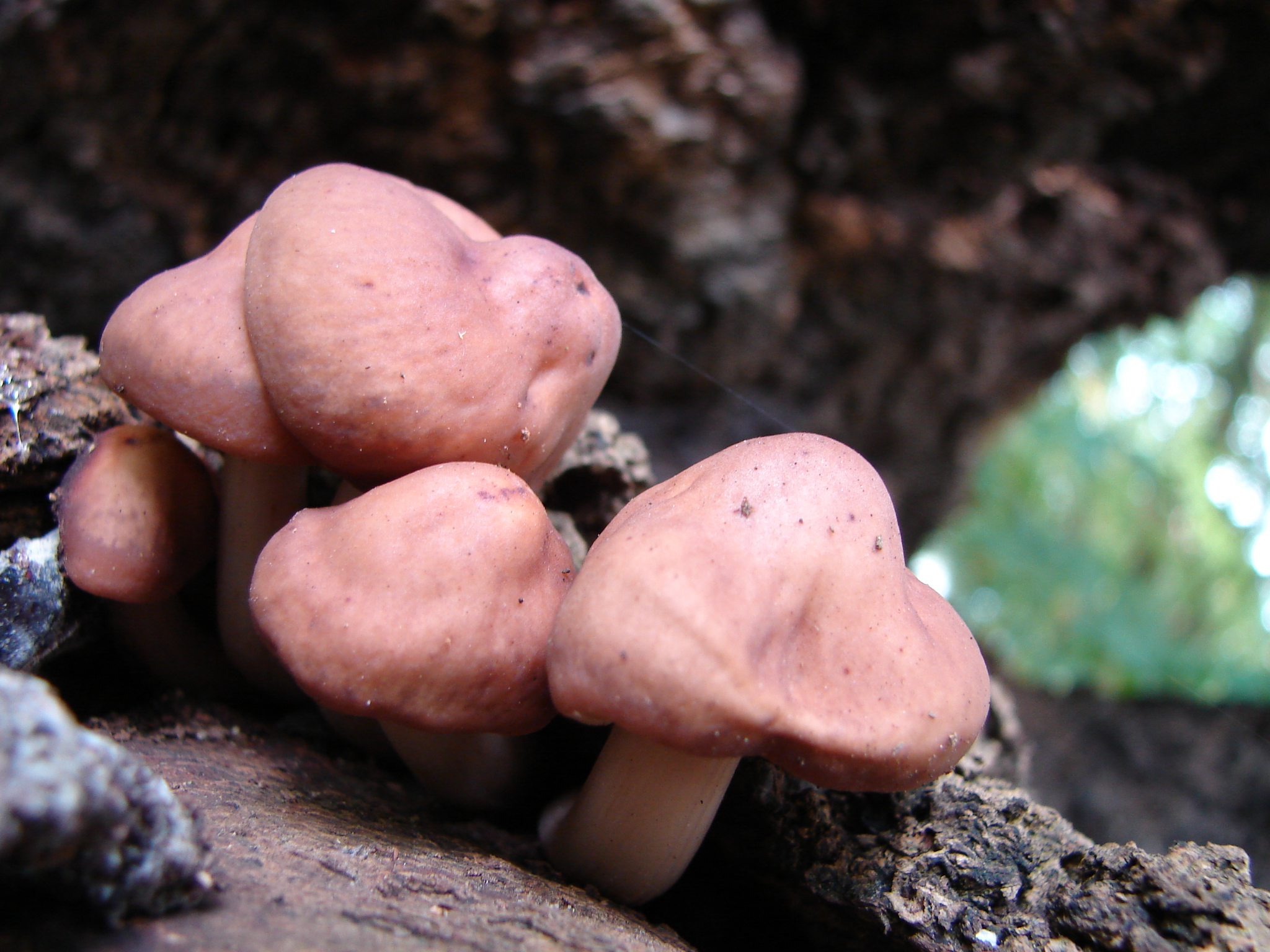 We eten die boom wel op