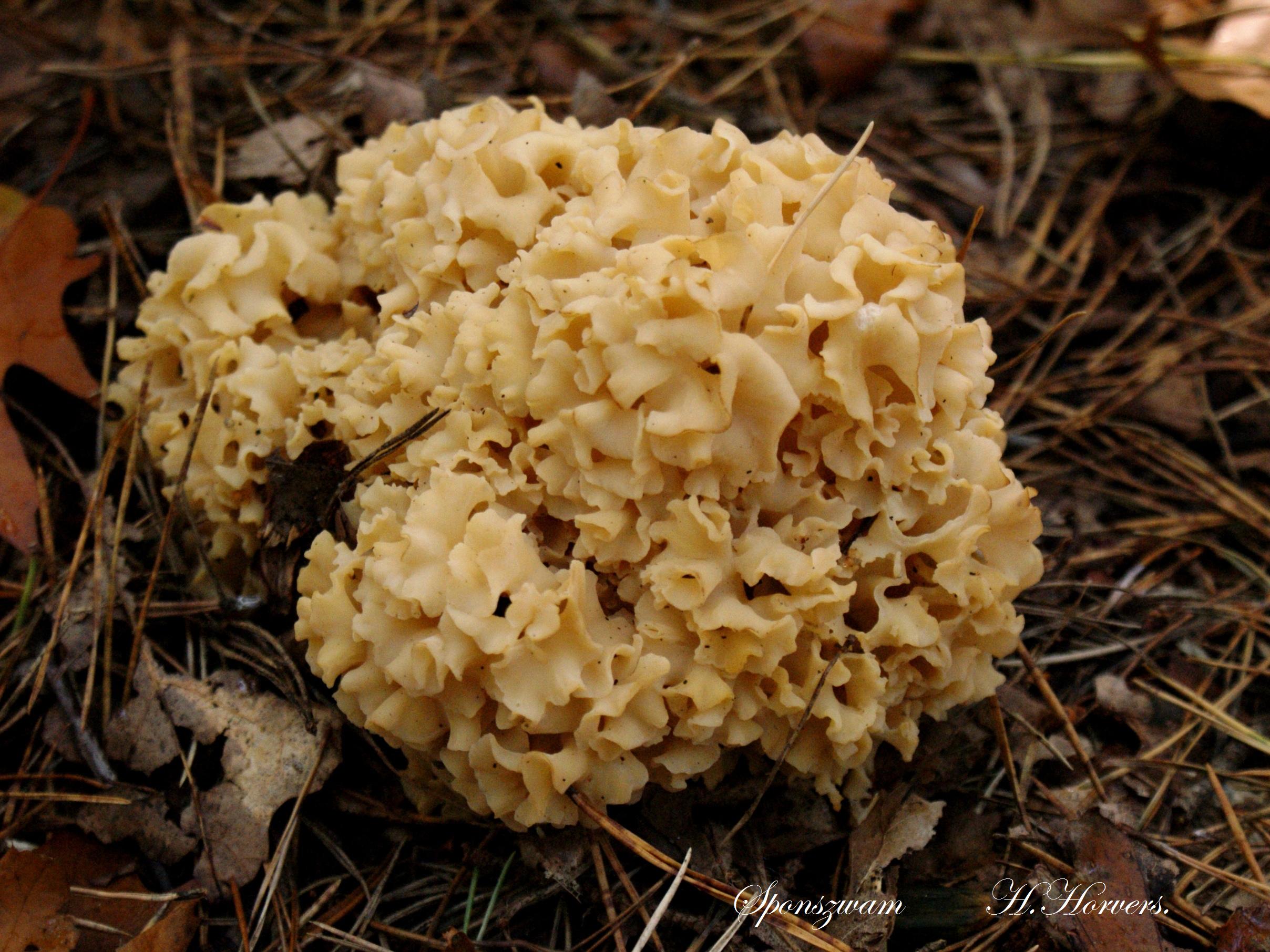 Paddestoelen - Zwammen