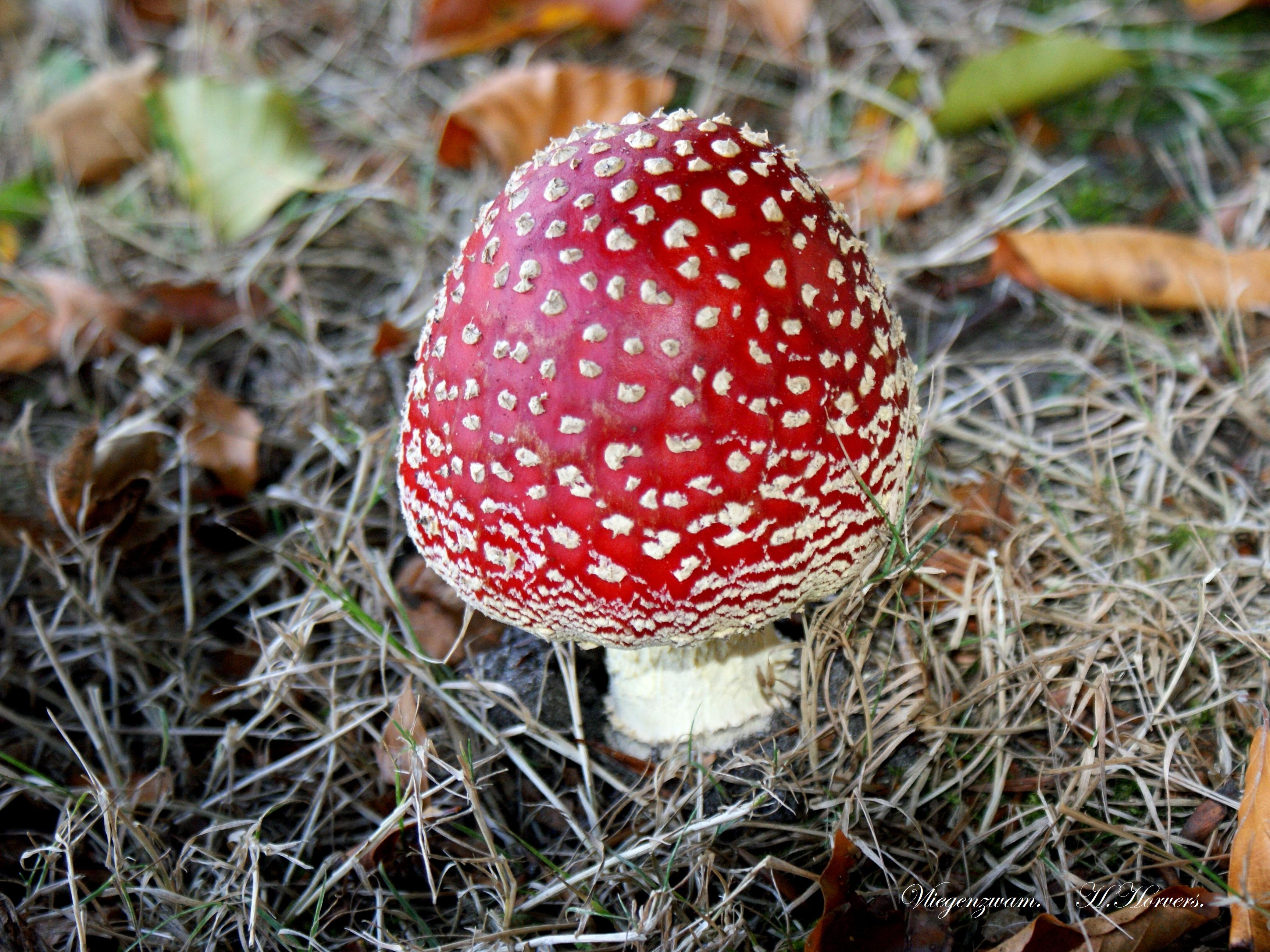 Paddestoelen - Zwammen