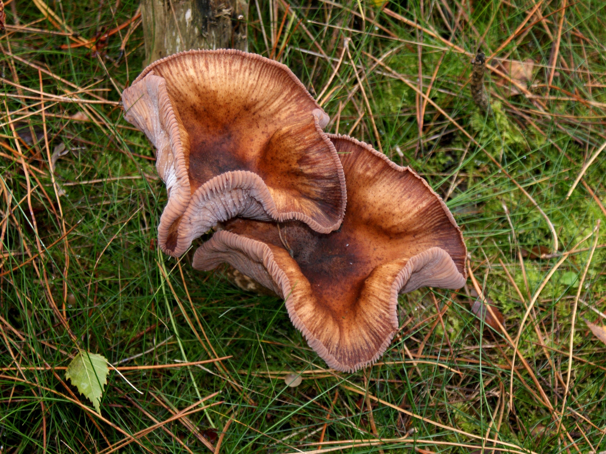 Paddestoelen - Zwammen.