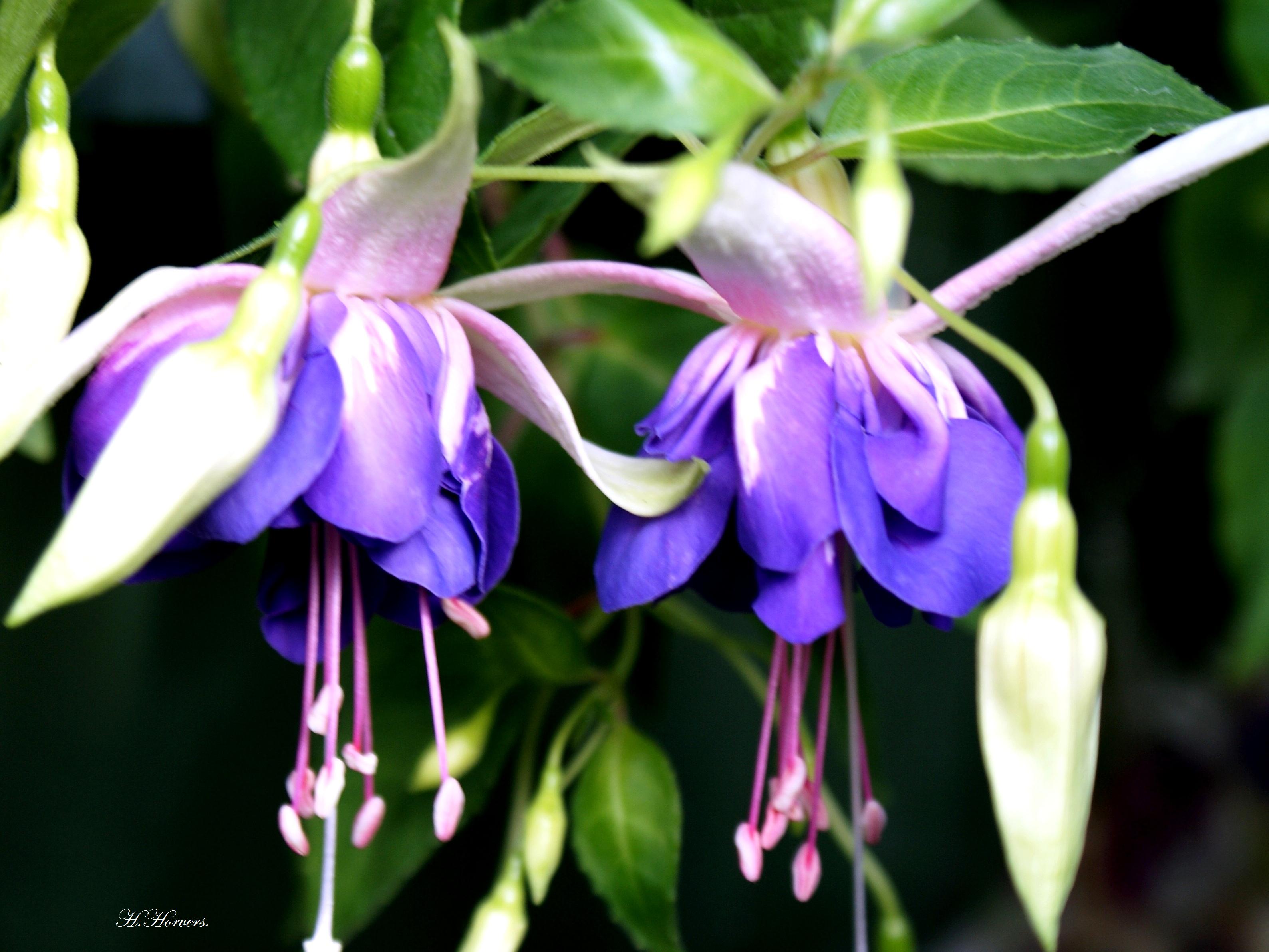 Fuchsia