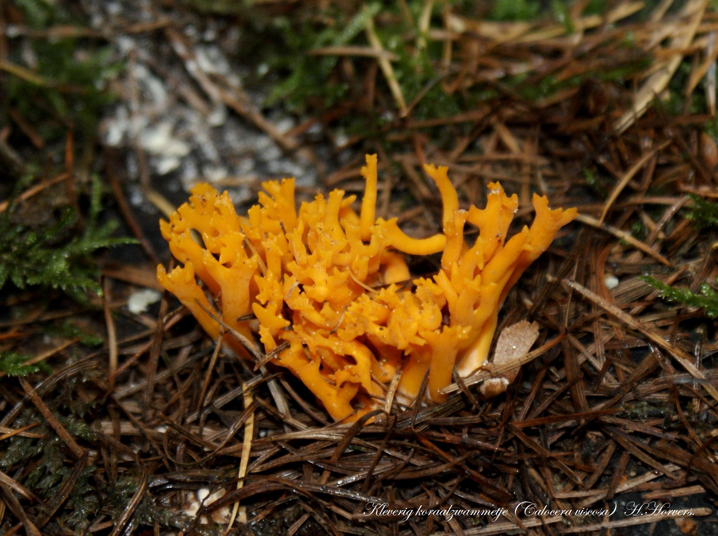 Paddestoelen - Zwammen.