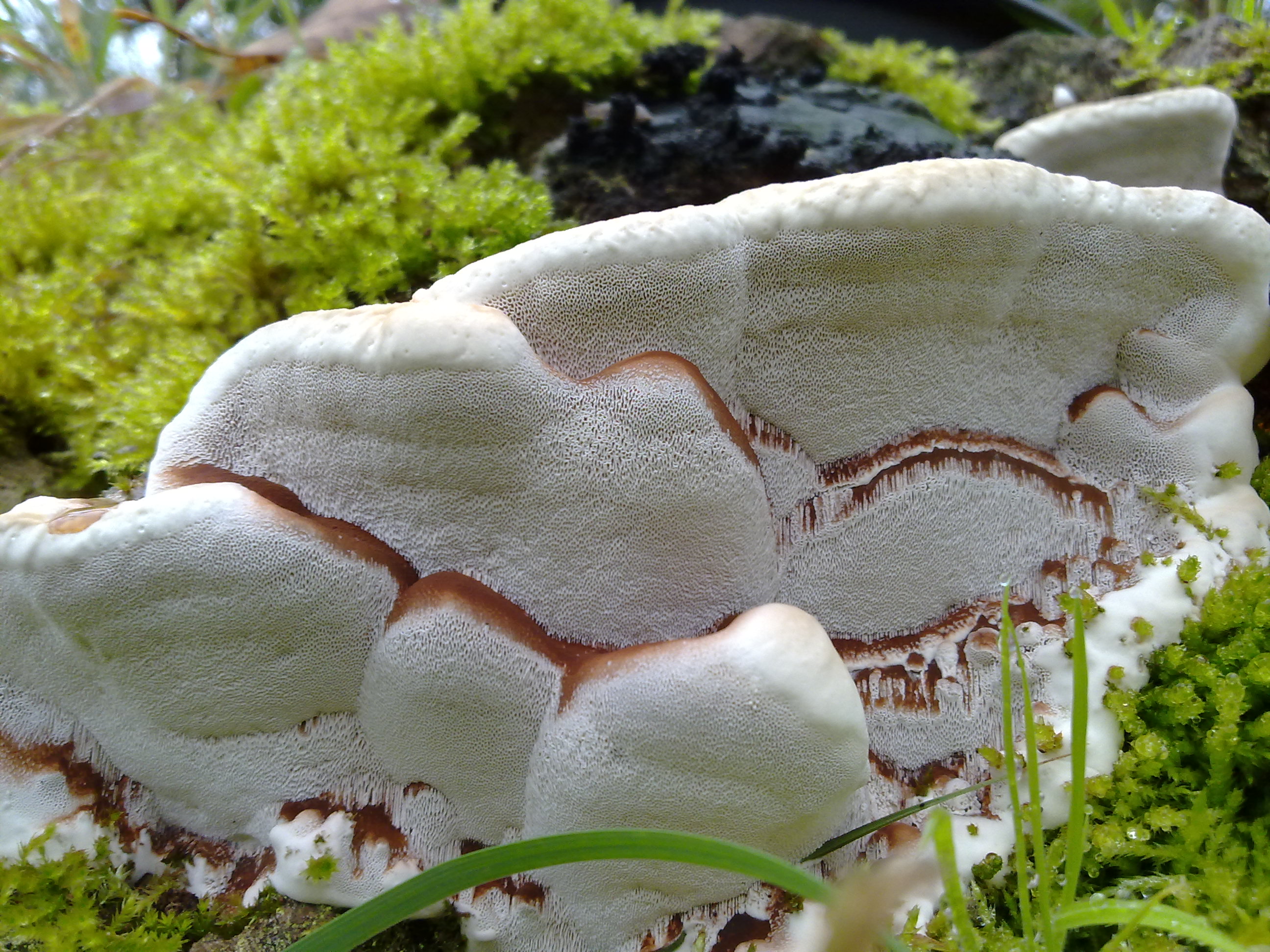 Paddestoelenschuimtaart