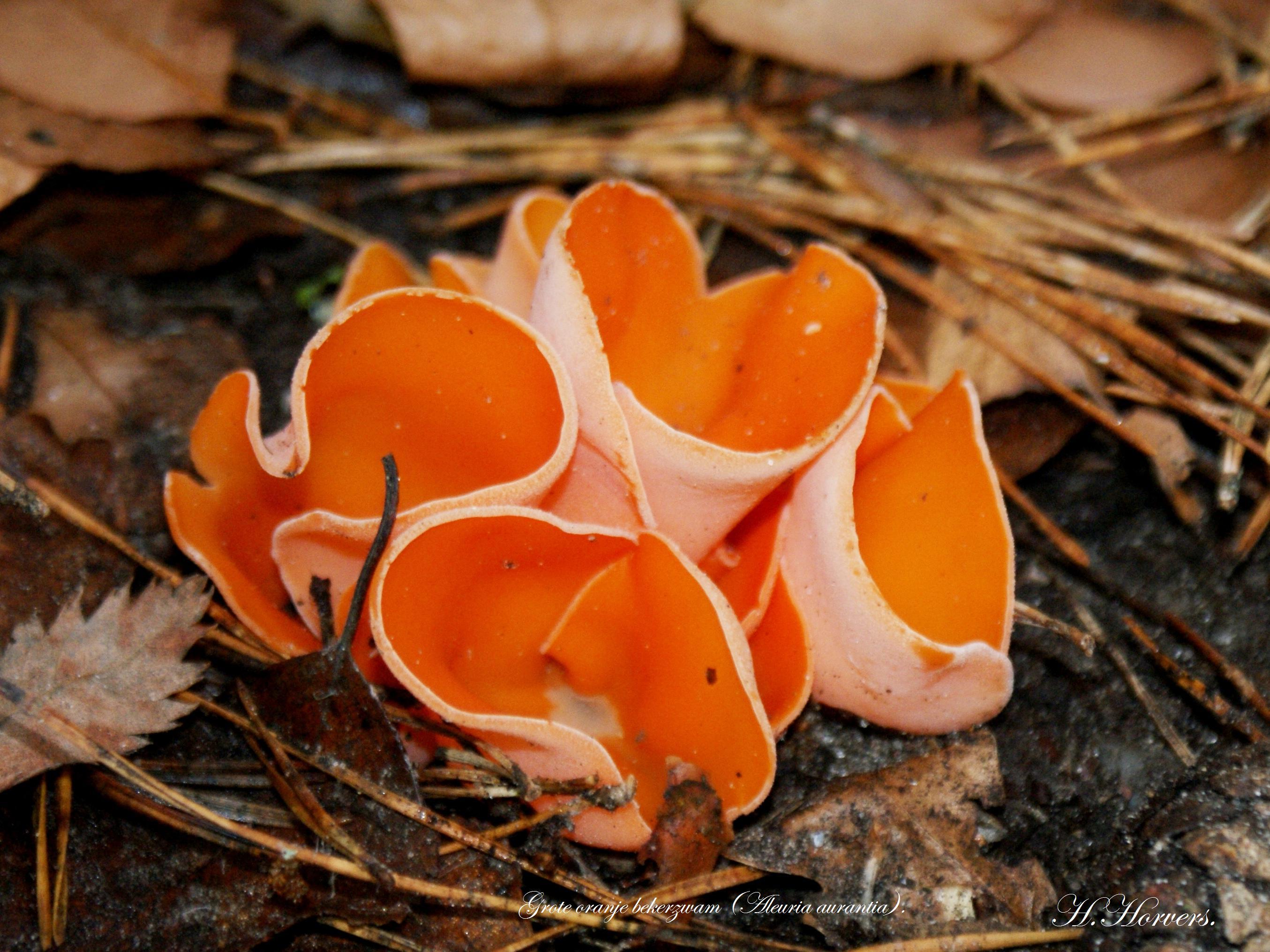 Paddestoelen  -  Zwammen 