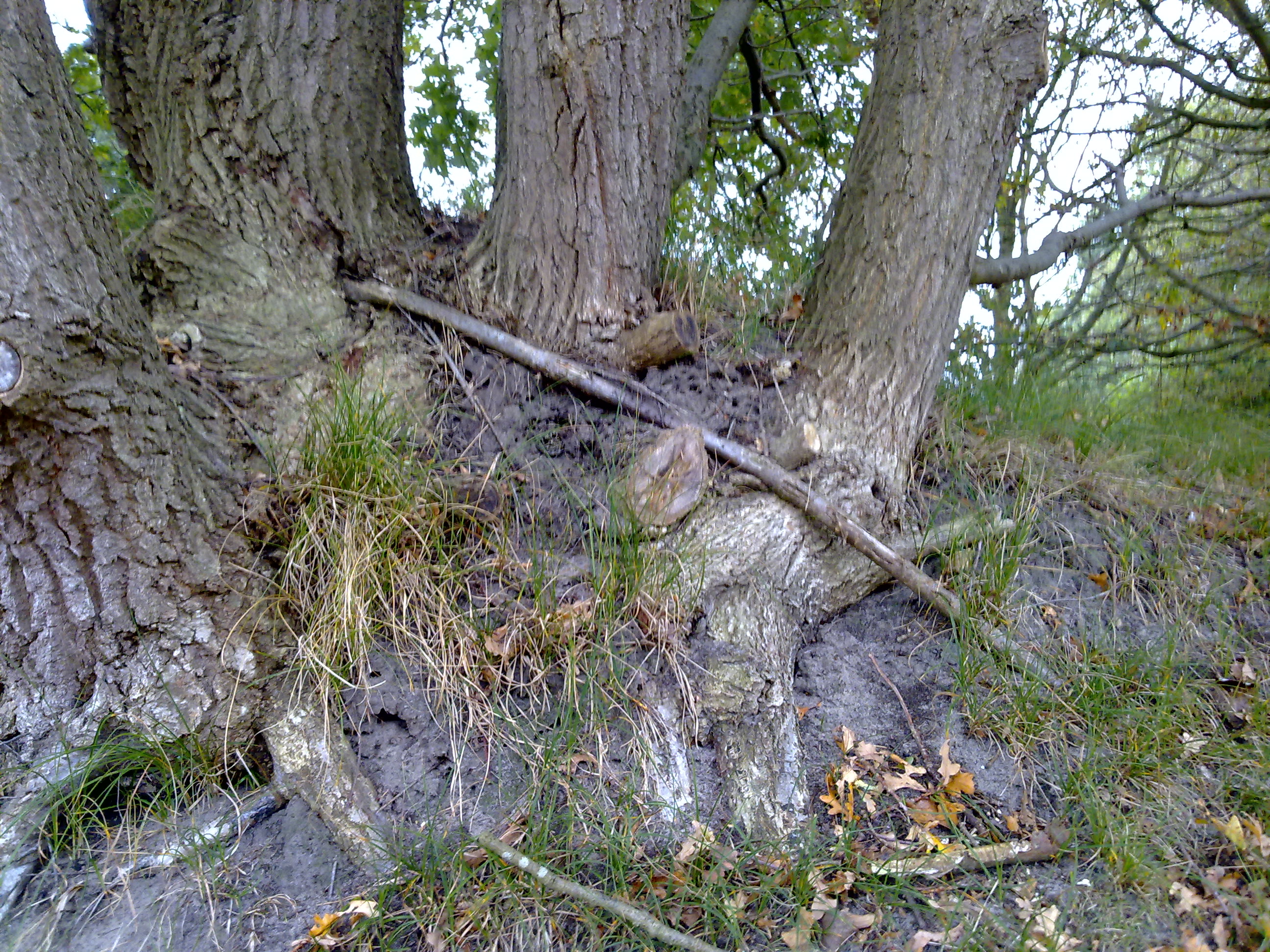 Sterke 'familieband'