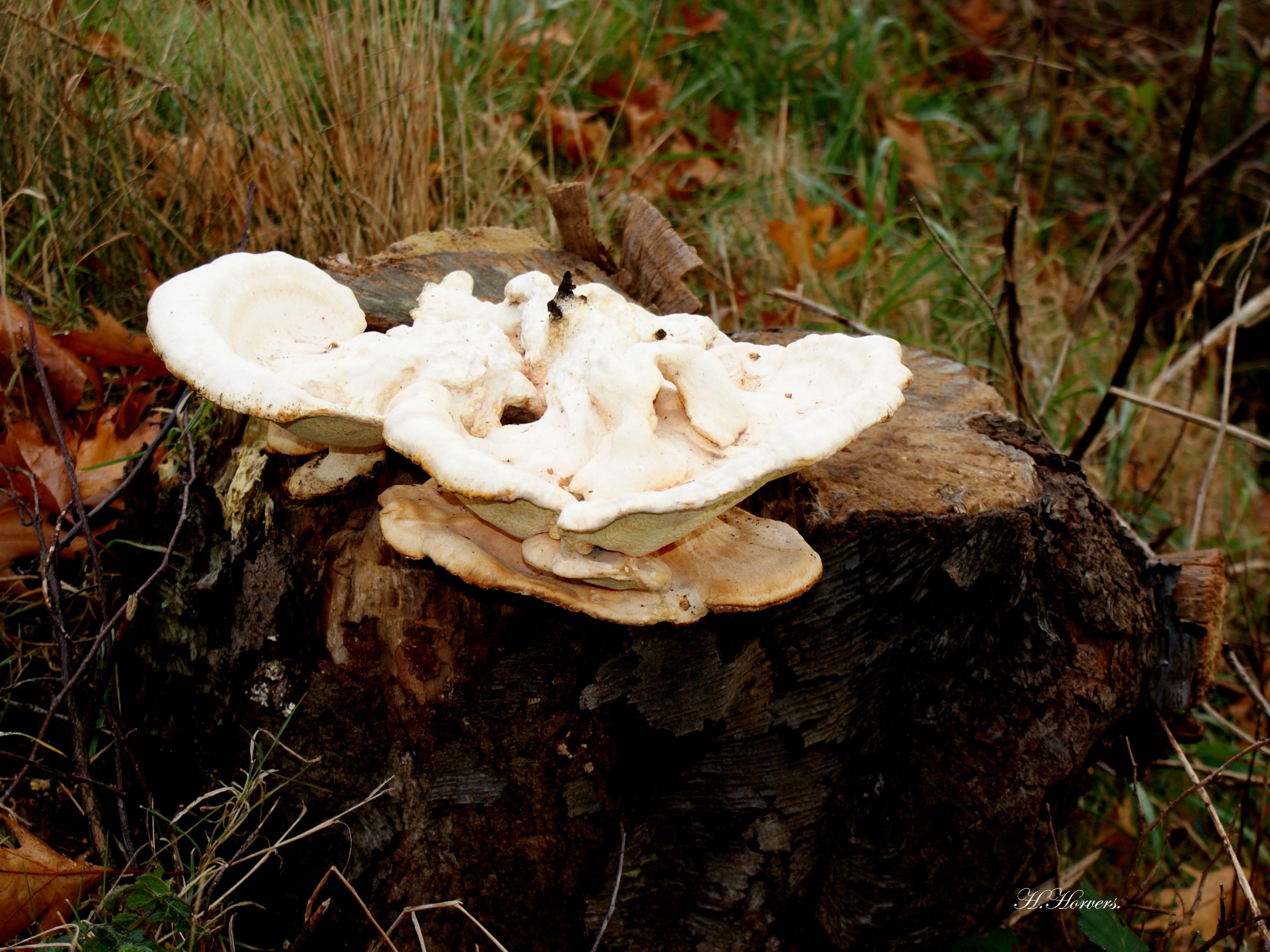 Paddestoelen - Zwammen.