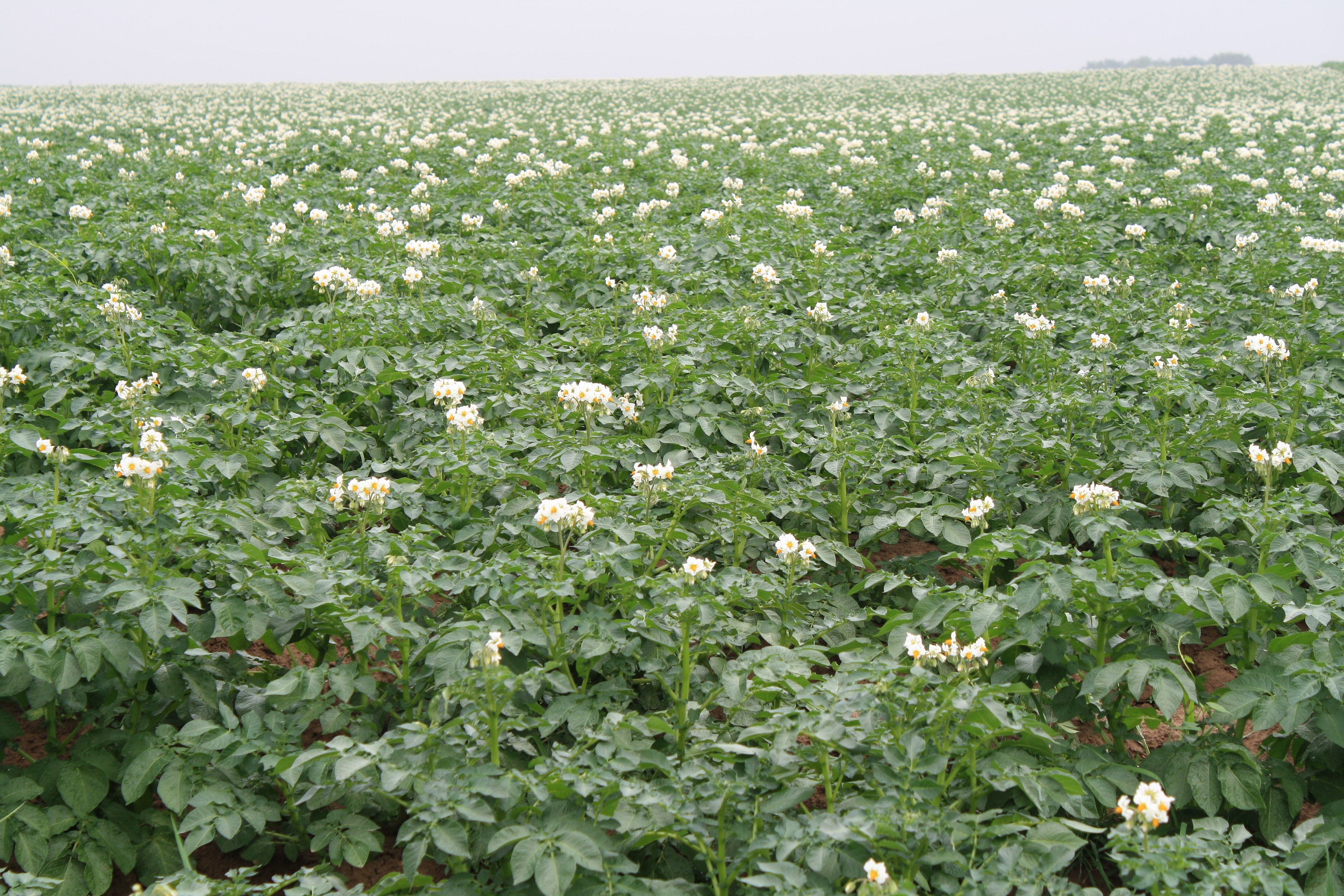 Ons dagelijkse voedsel in de maak